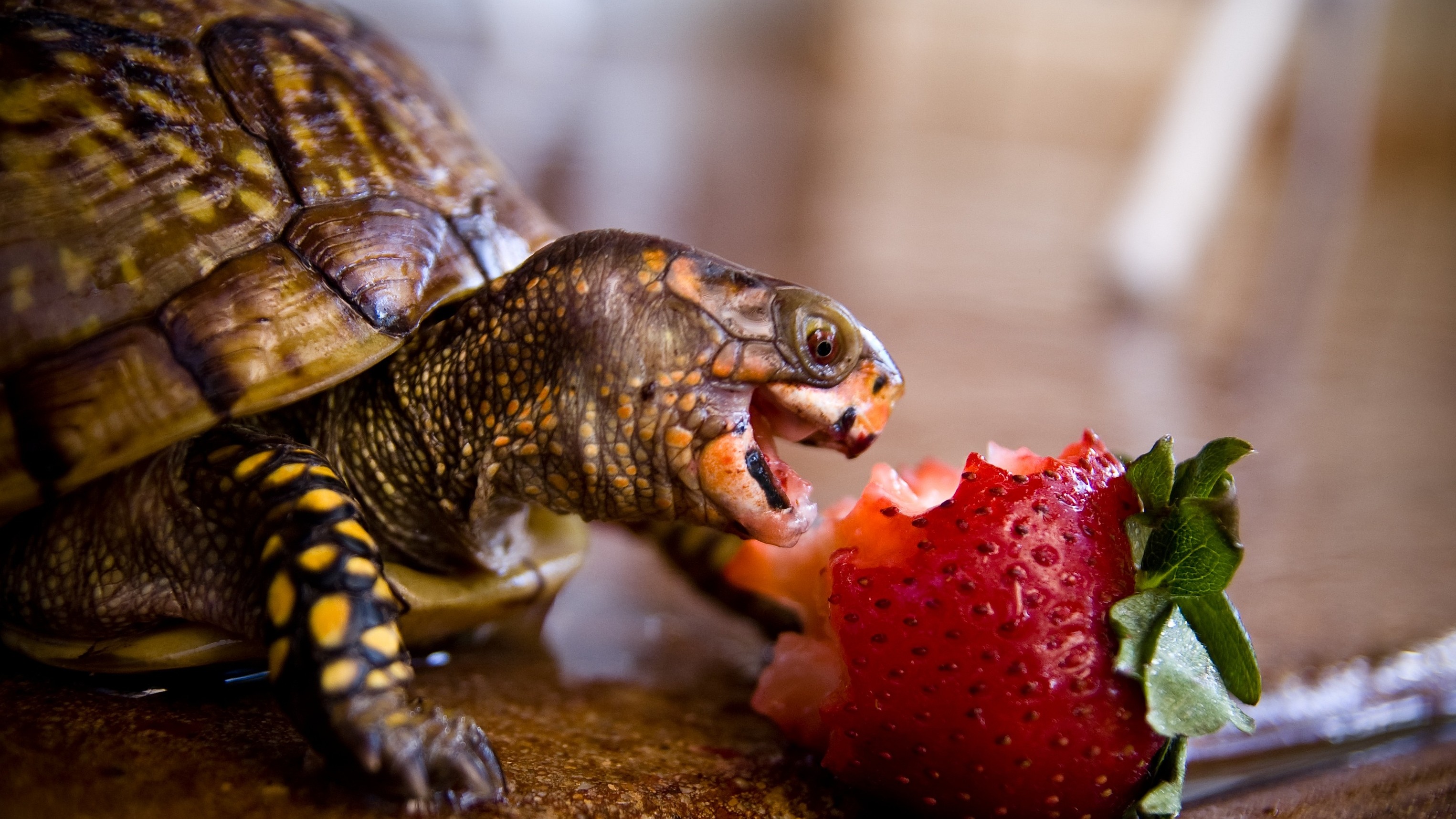 General 3050x1716 strawberries animals fruit tortoises macro humor food