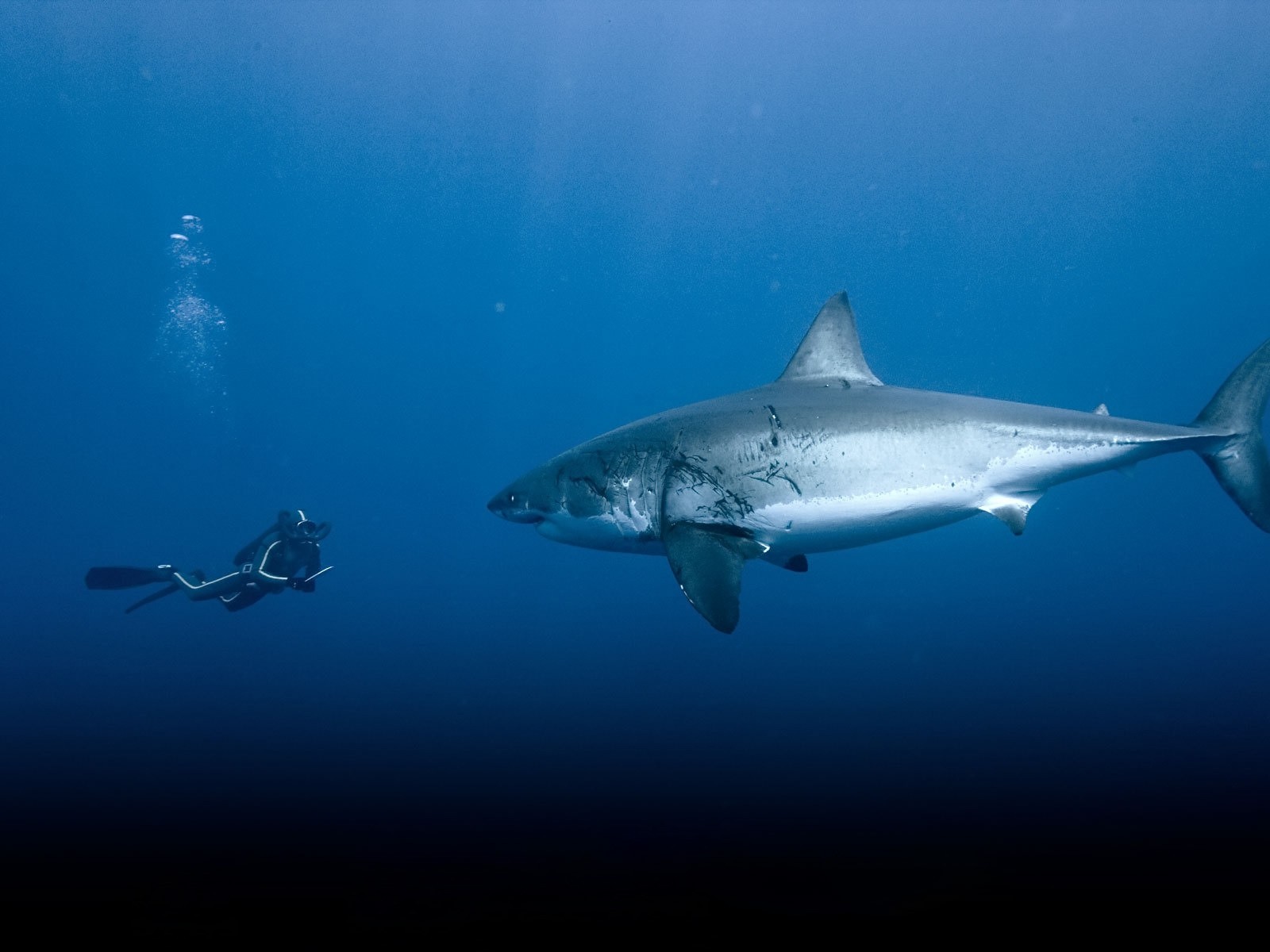 General 1600x1200 Great White Shark animals fish shark divers underwater