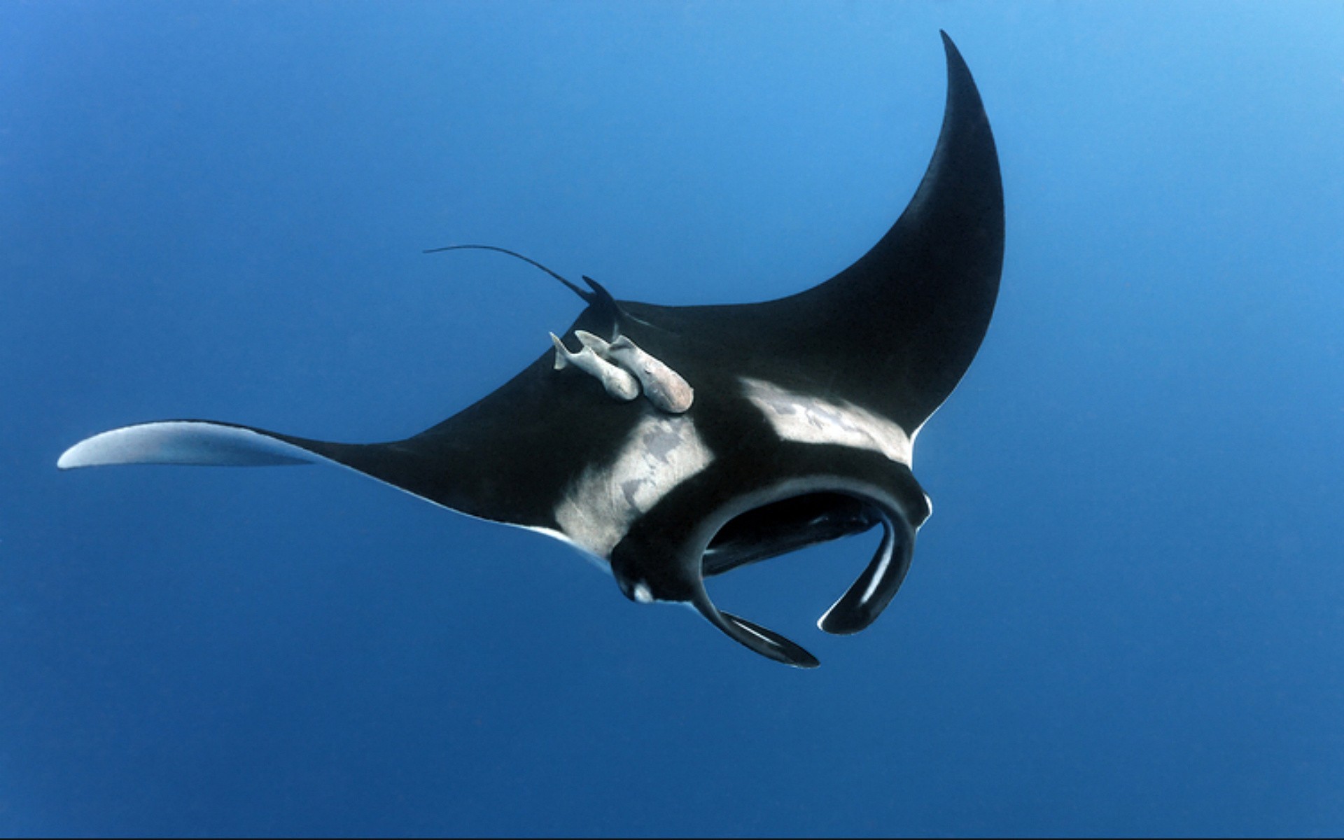General 1920x1200 manta rays animals fish underwater