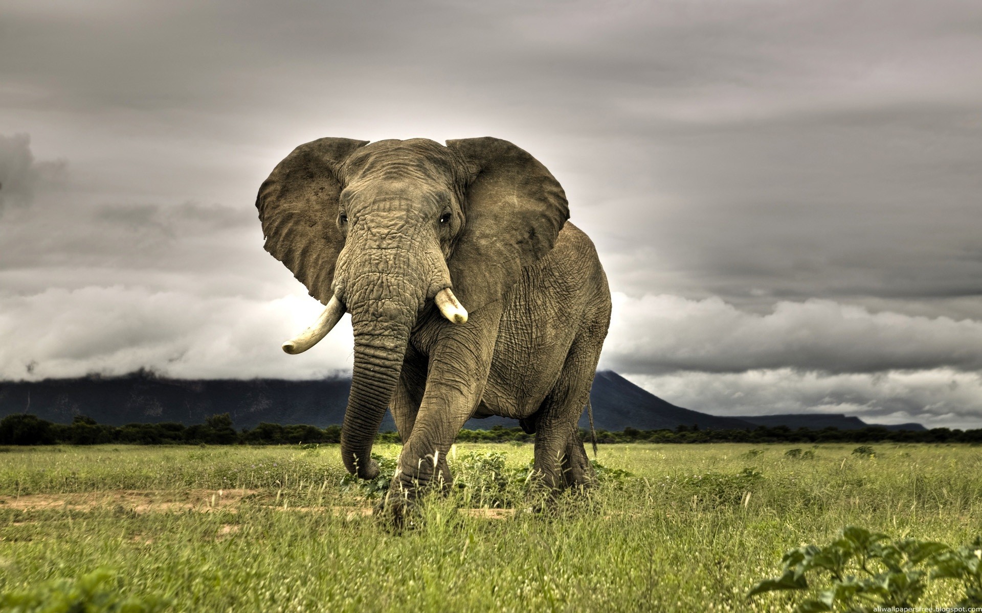 General 1920x1200 animals elephant nature Africa landscape mammals