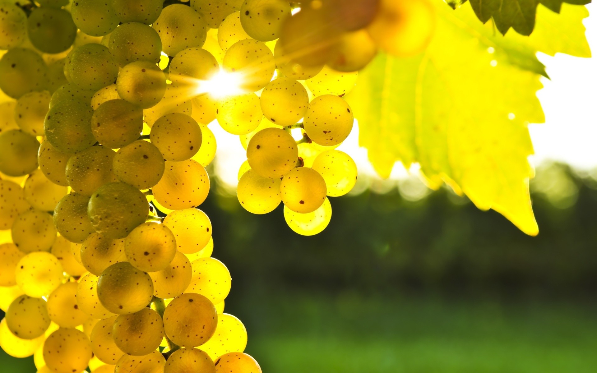 General 1920x1200 grapes sunlight macro leaves blurred berries fruit plants yellow food outdoors