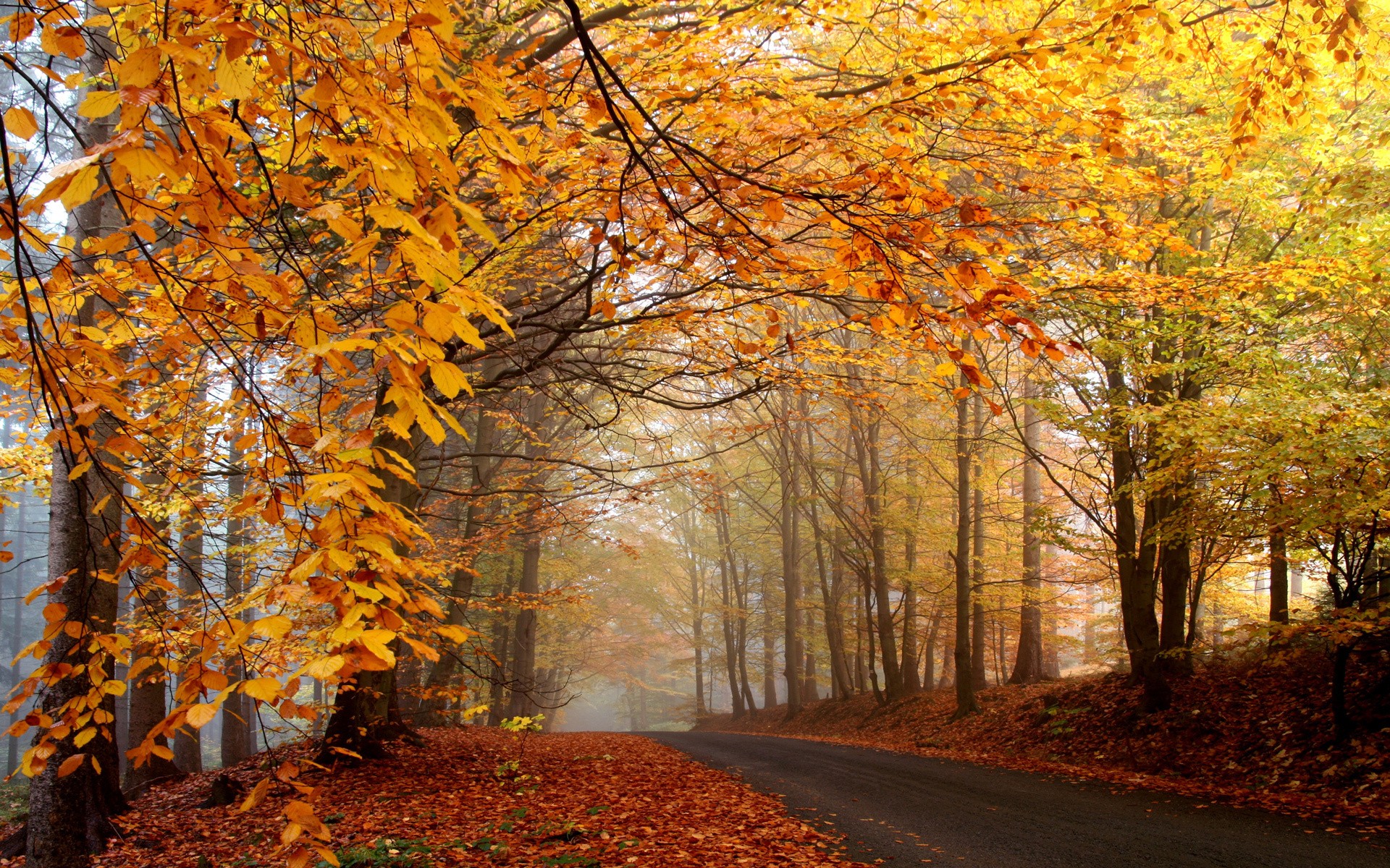 General 1920x1200 nature forest trees mist road fall leaves outdoors plants
