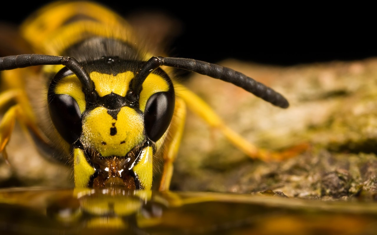 General 1280x800 insect macro wasps animals