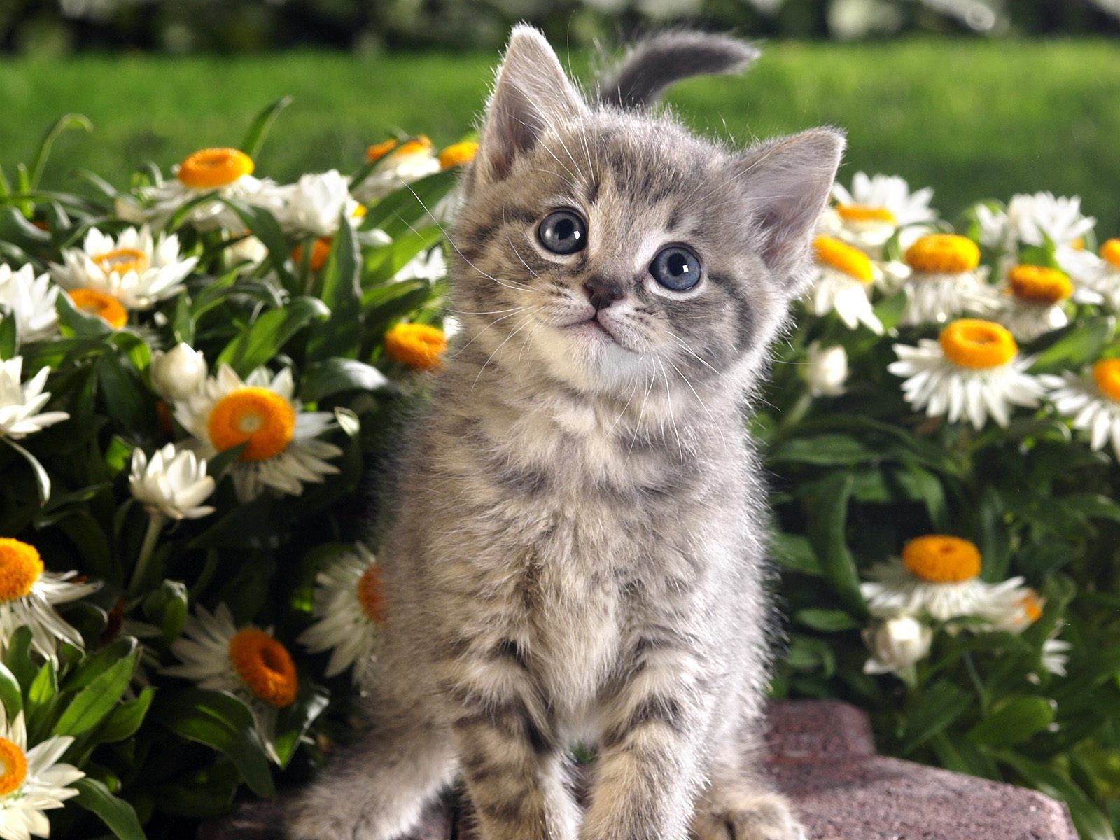General 1600x1200 animals kittens cats flowers plants