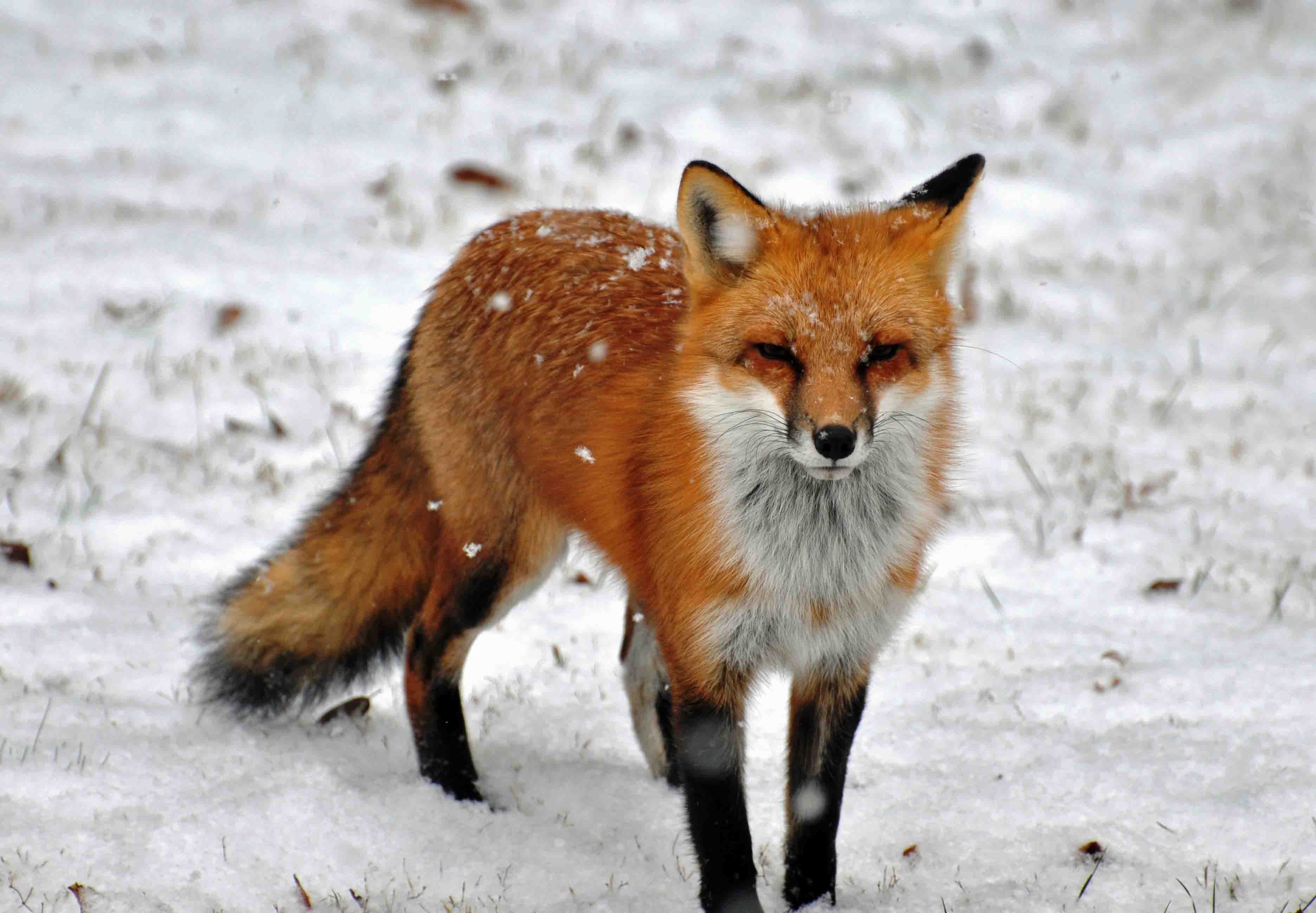 General 3744x2597 animals fox snow mammals winter outdoors