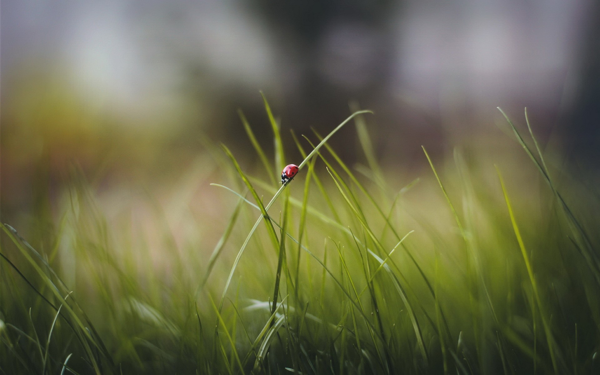 General 1920x1200 macro nature grass ladybugs animals insect plants outdoors
