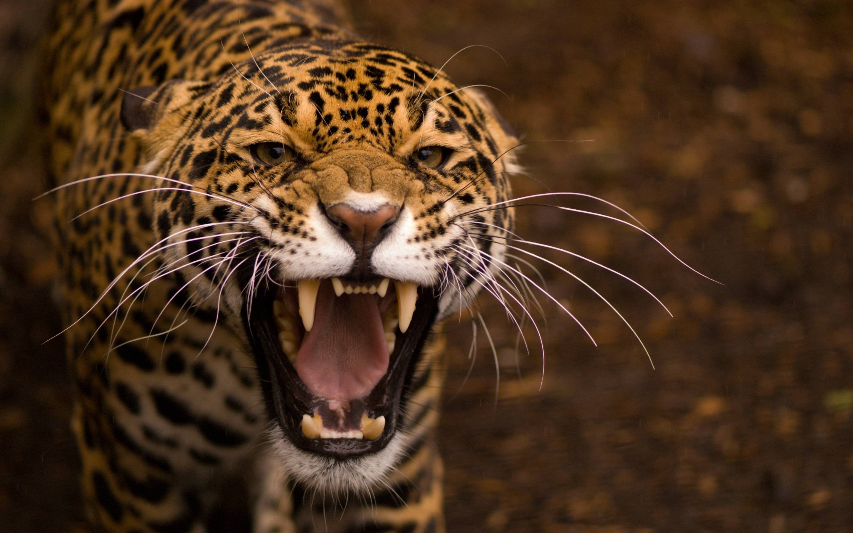 General 2880x1800 animals teeth jaguars big cats nature leopard