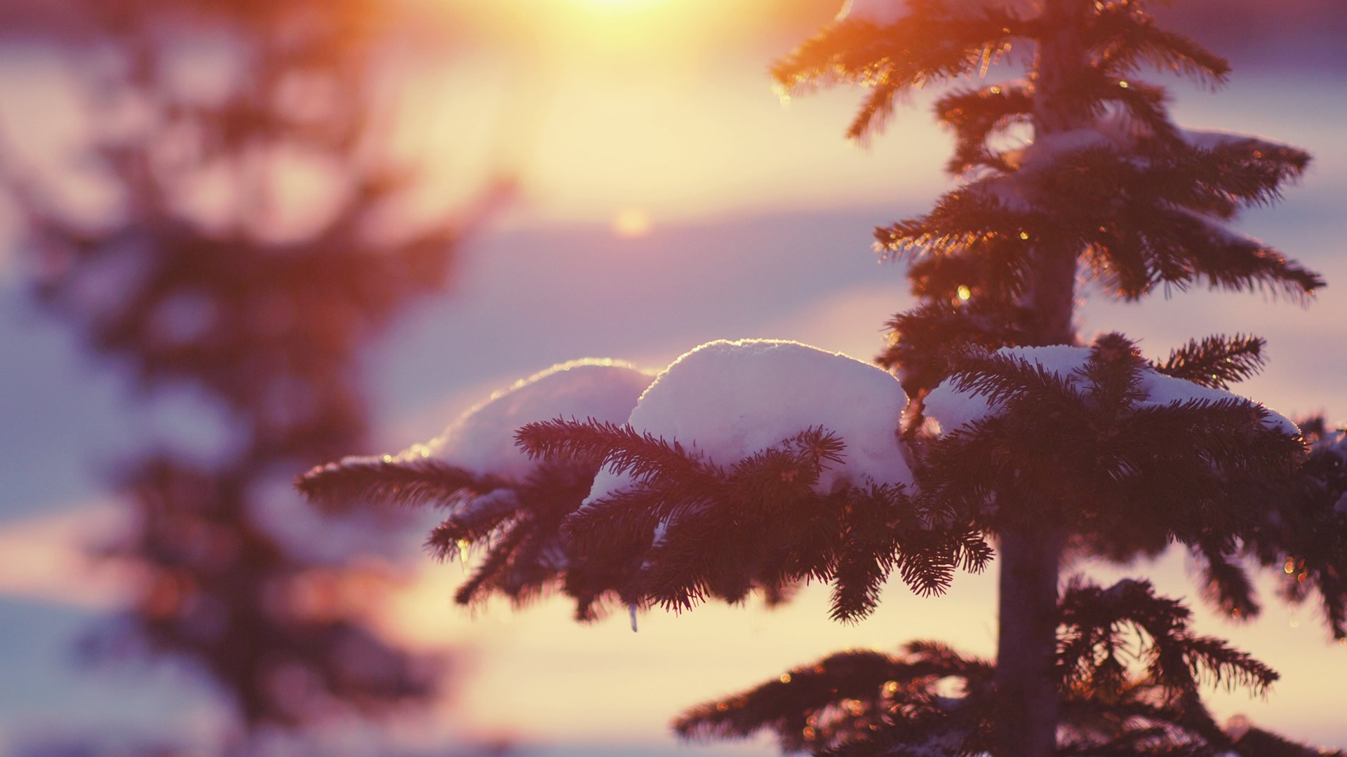 General 1920x1080 snow trees sunlight depth of field winter pine trees nature outdoors cold