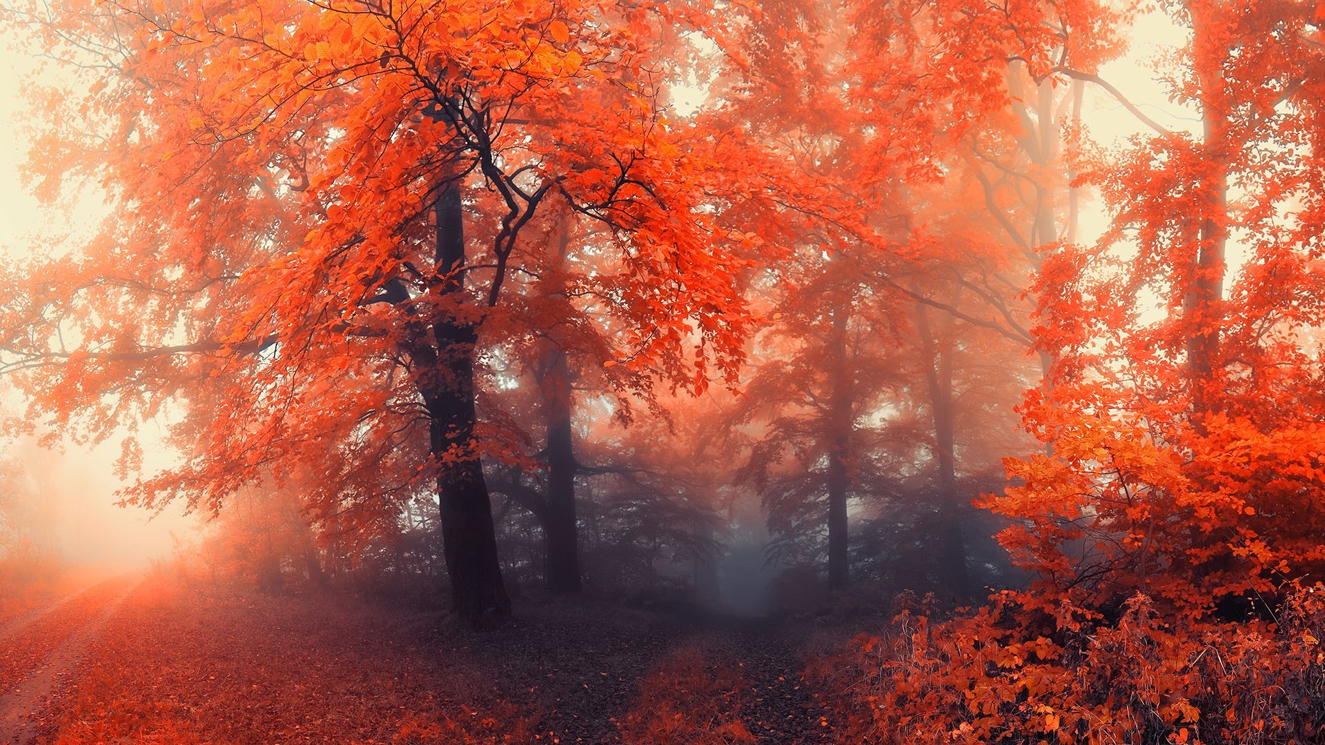 General 1920x1080 forest nature mist fall plants colorful outdoors trees