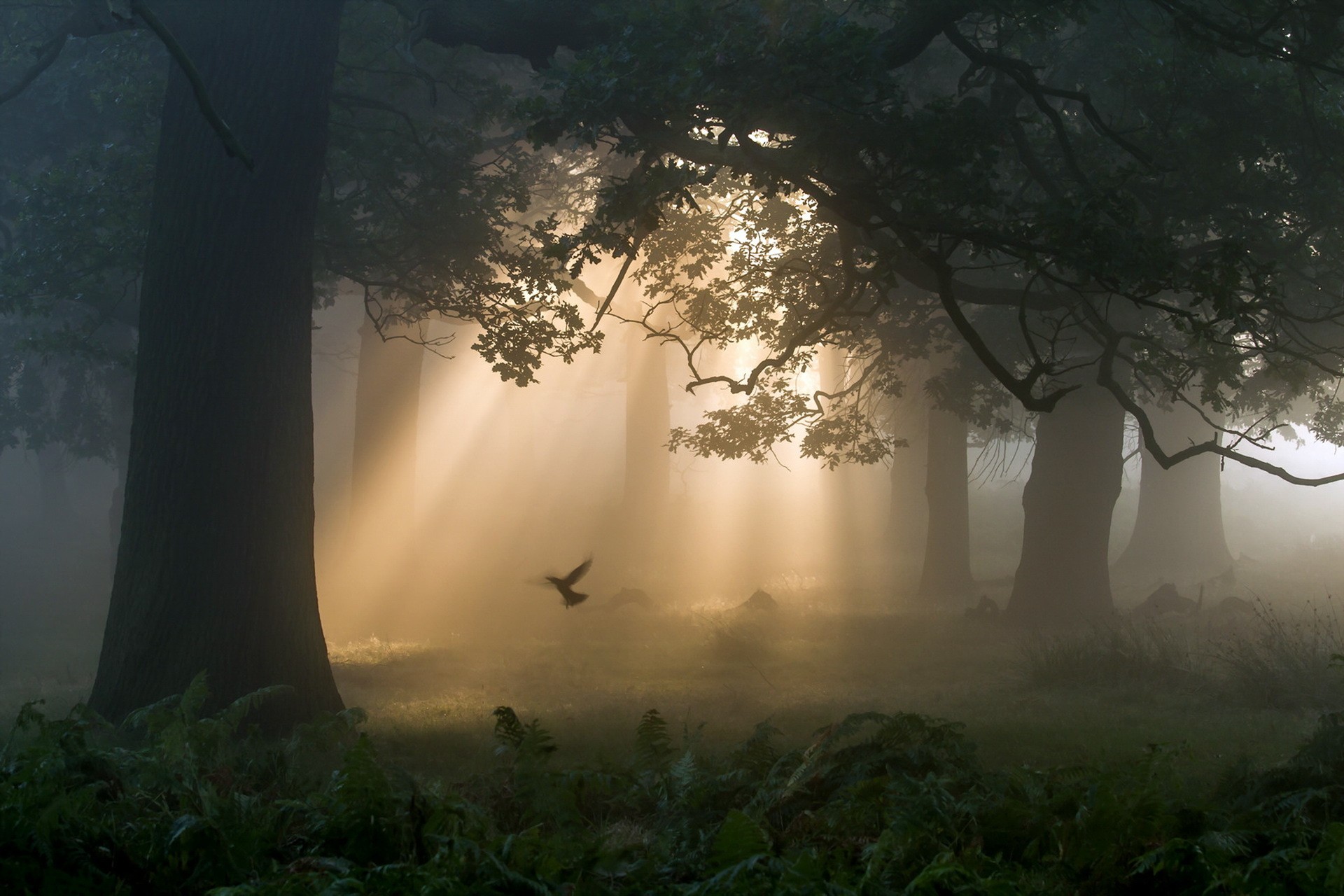 General 1920x1280 forest trees birds mist deep forest sun rays ferns nature