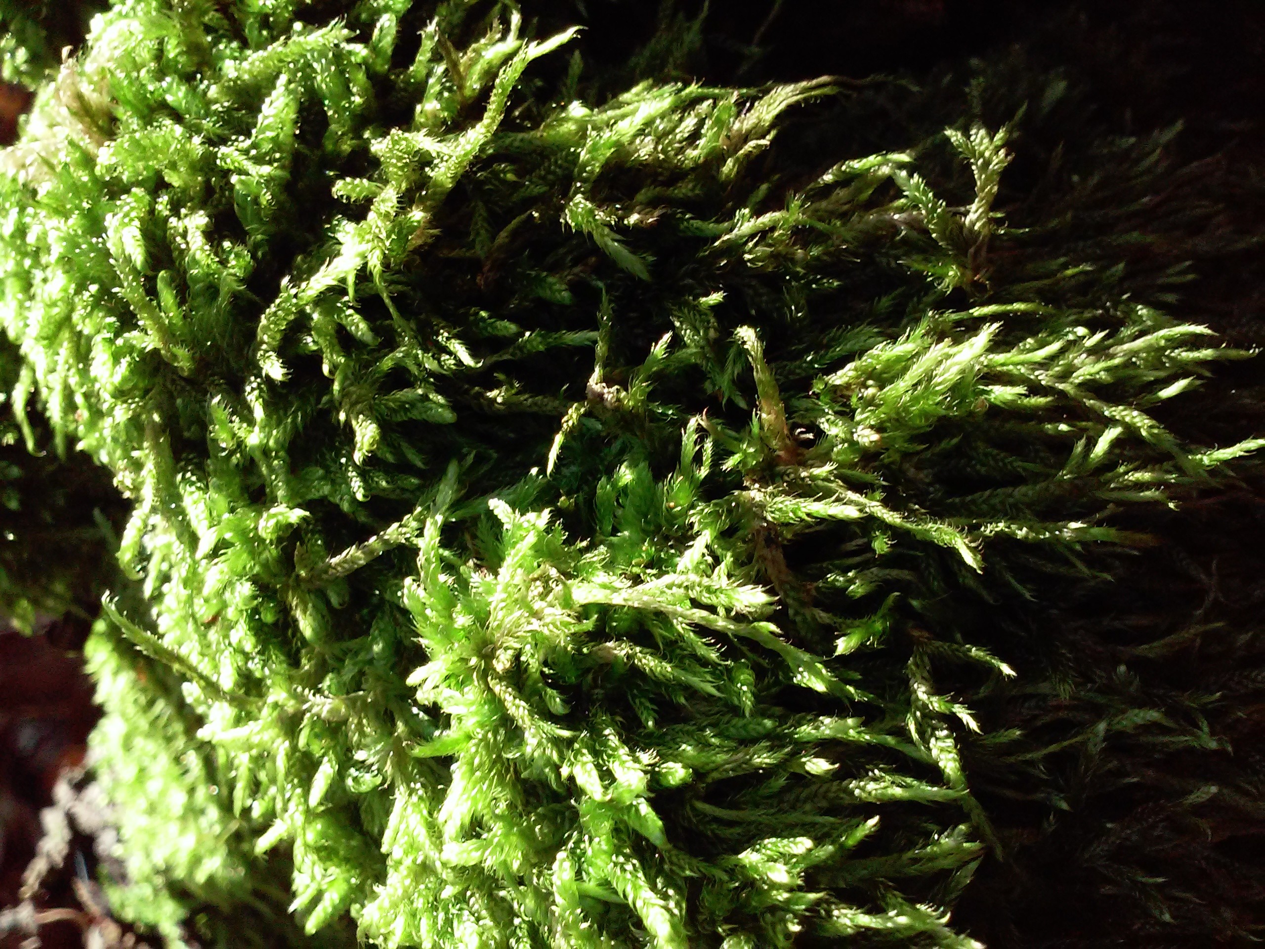 General 2560x1920 moss plants green