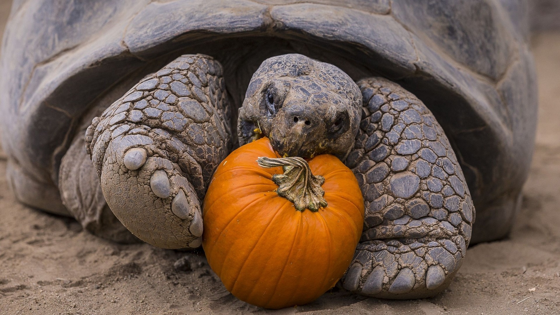 General 1920x1080 nature animals turtle eating pumpkin sand closeup depth of field tortoises