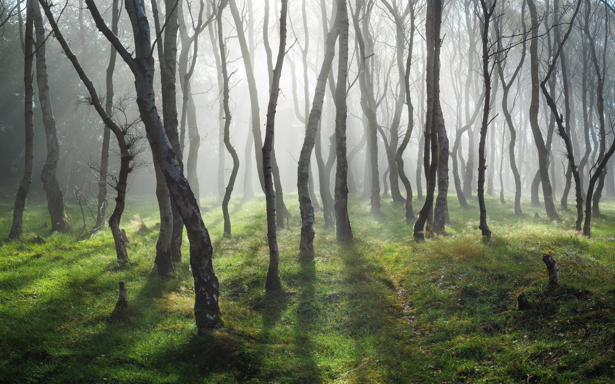 General 2560x1600 forest trees grass mist sunlight birch nature
