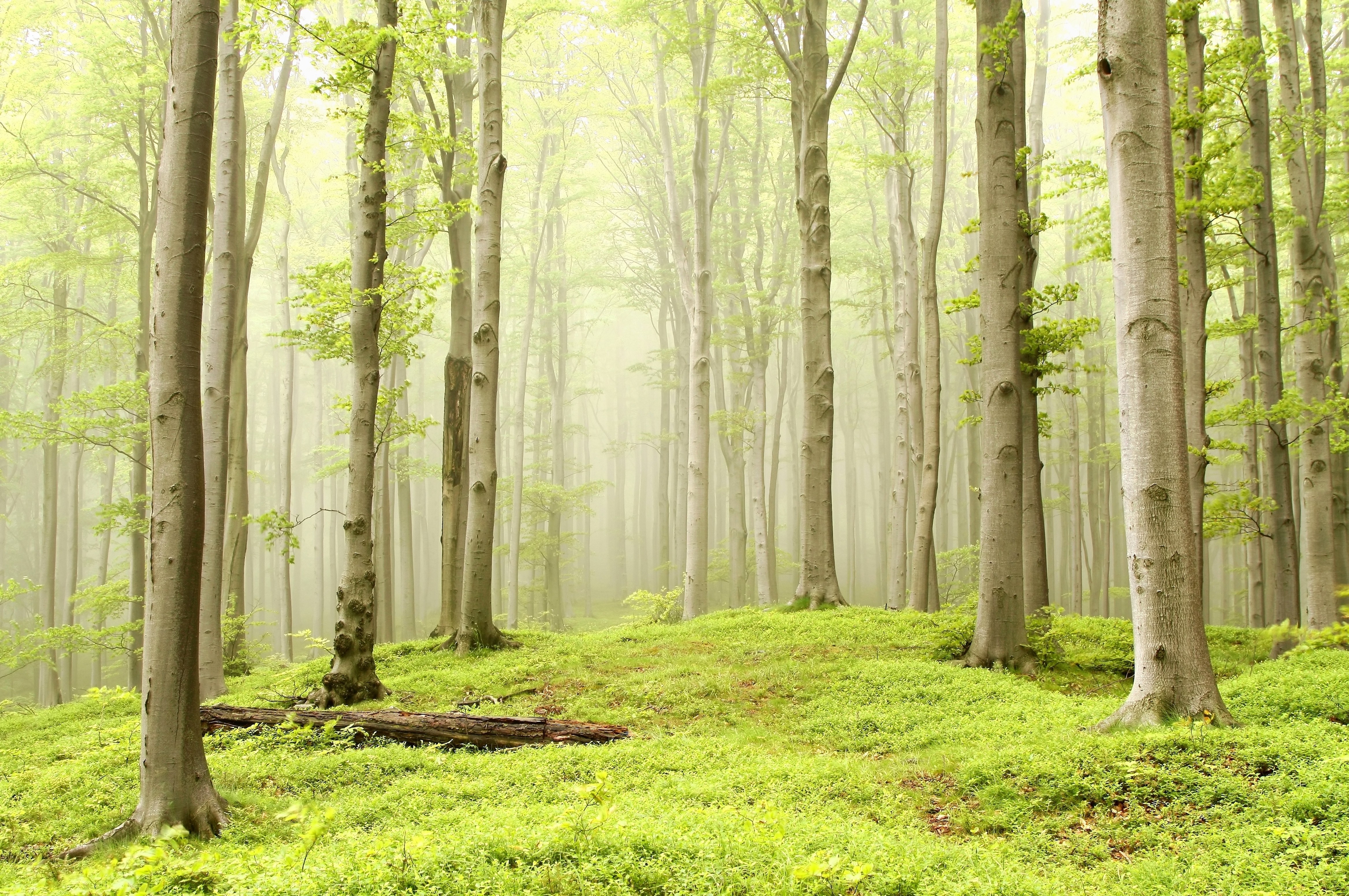 General 4672x3104 forest trees light green nature mist bright green