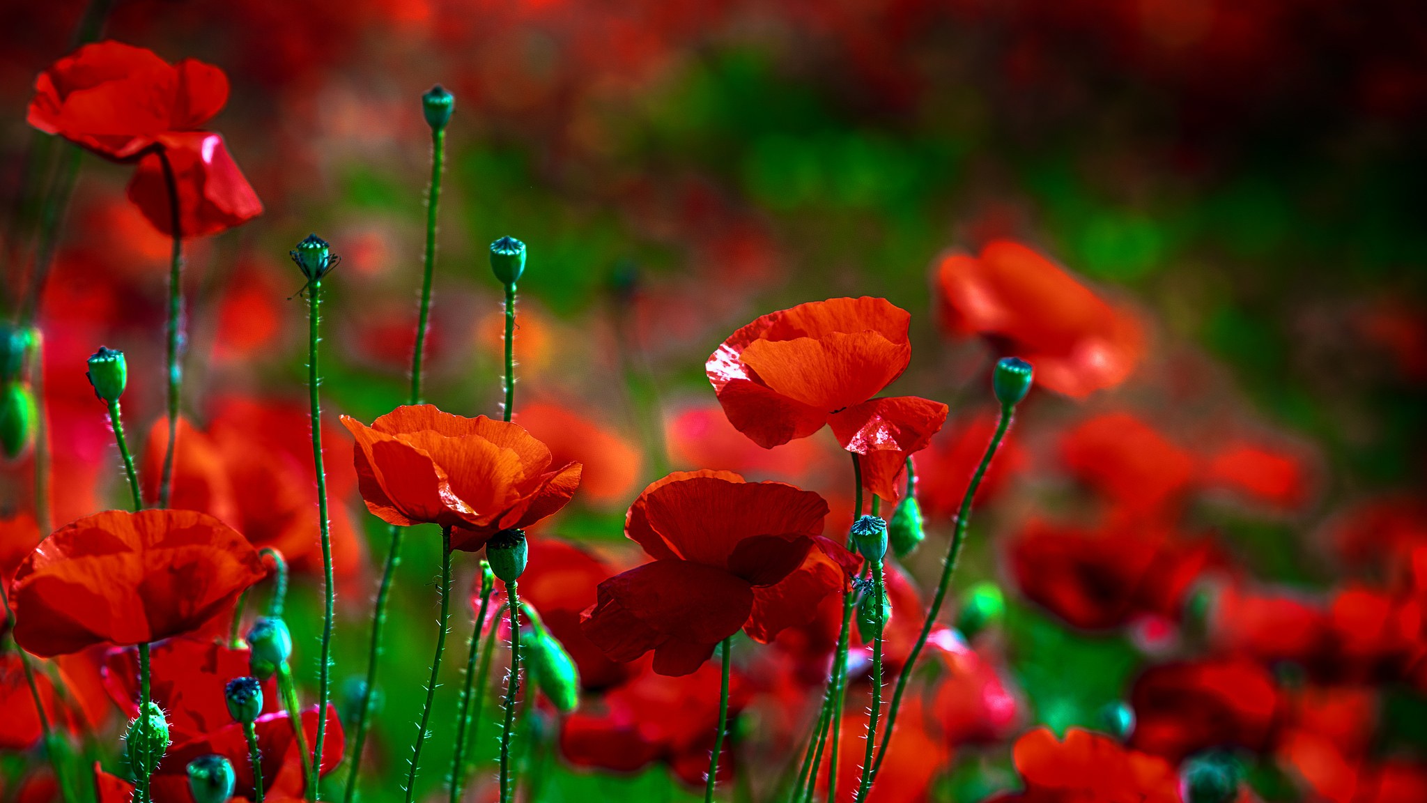 General 2048x1152 macro flowers poppies plants red flowers nature outdoors