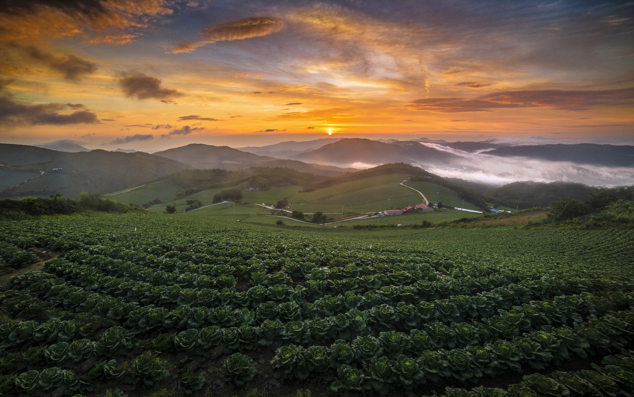 General 2100x1315 landscape cabbage field summer hills mist South Korea sky clouds Agro (Plants) orange sky