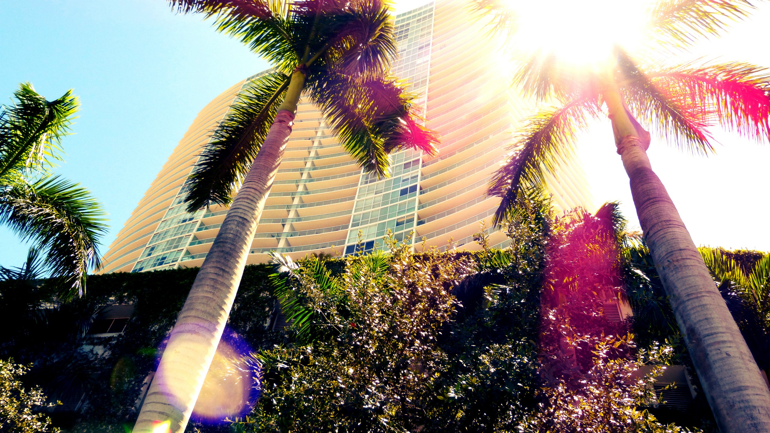 General 2560x1440 Miami palm trees Florida USA low-angle sunlight