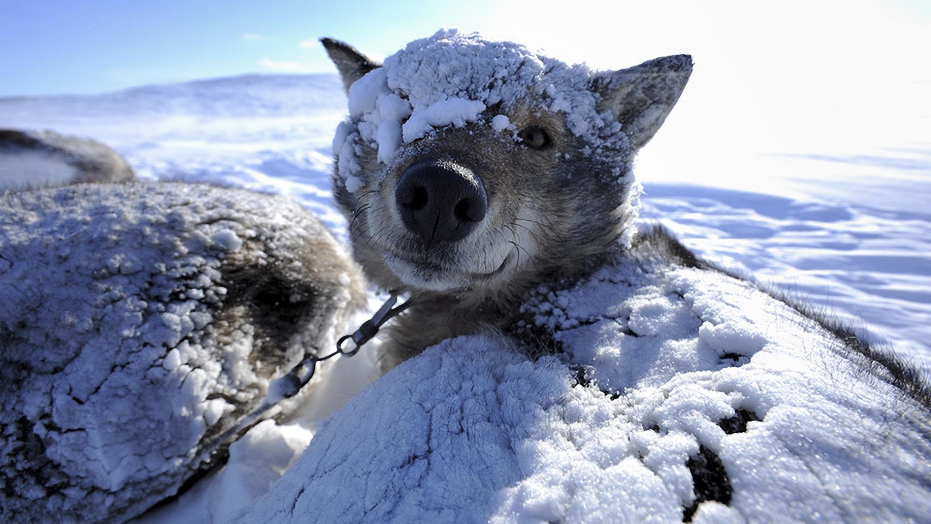 General 1920x1080 animals dog Siberian Husky  winter snow mammals ice cold outdoors