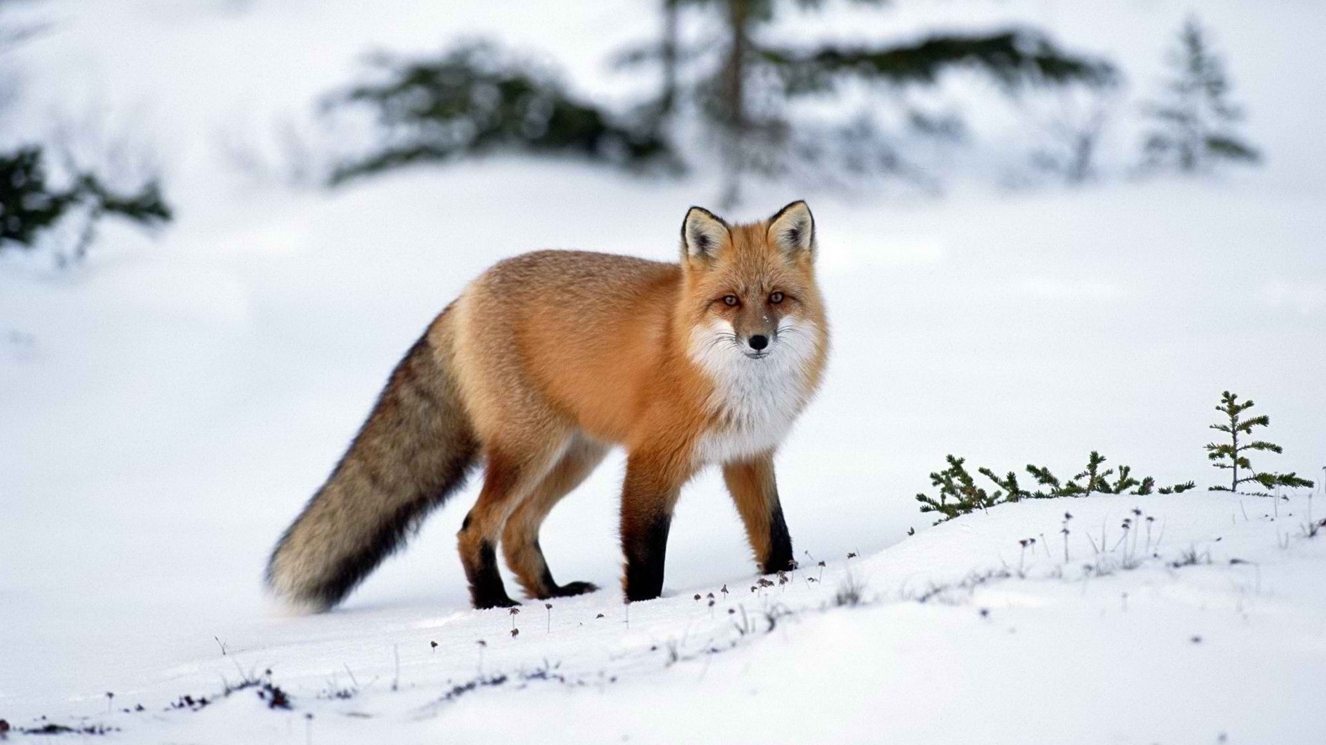General 1920x1080 animals winter snow fox mammals outdoors
