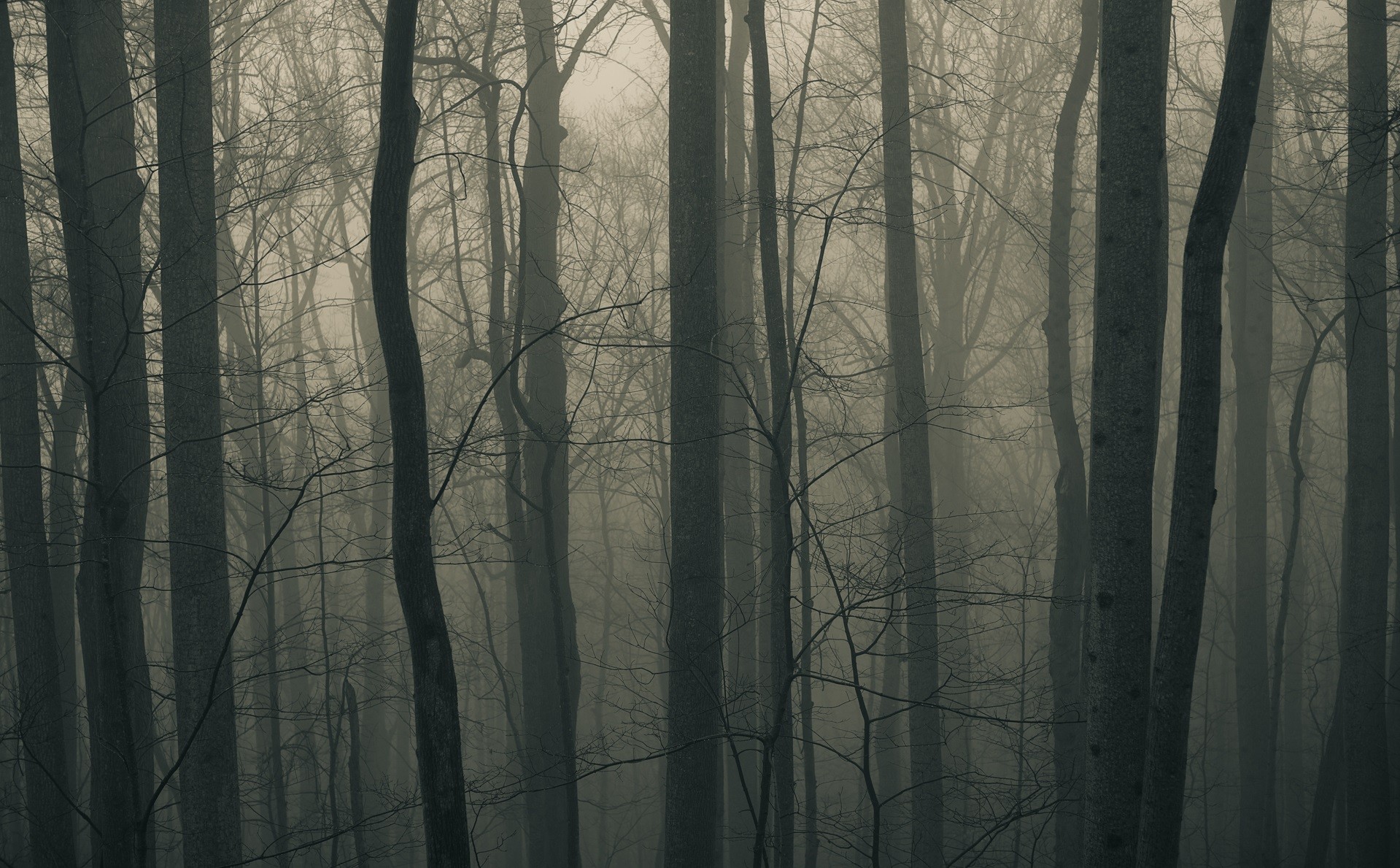 General 1919x1189 photography nature trees winter forest mist
