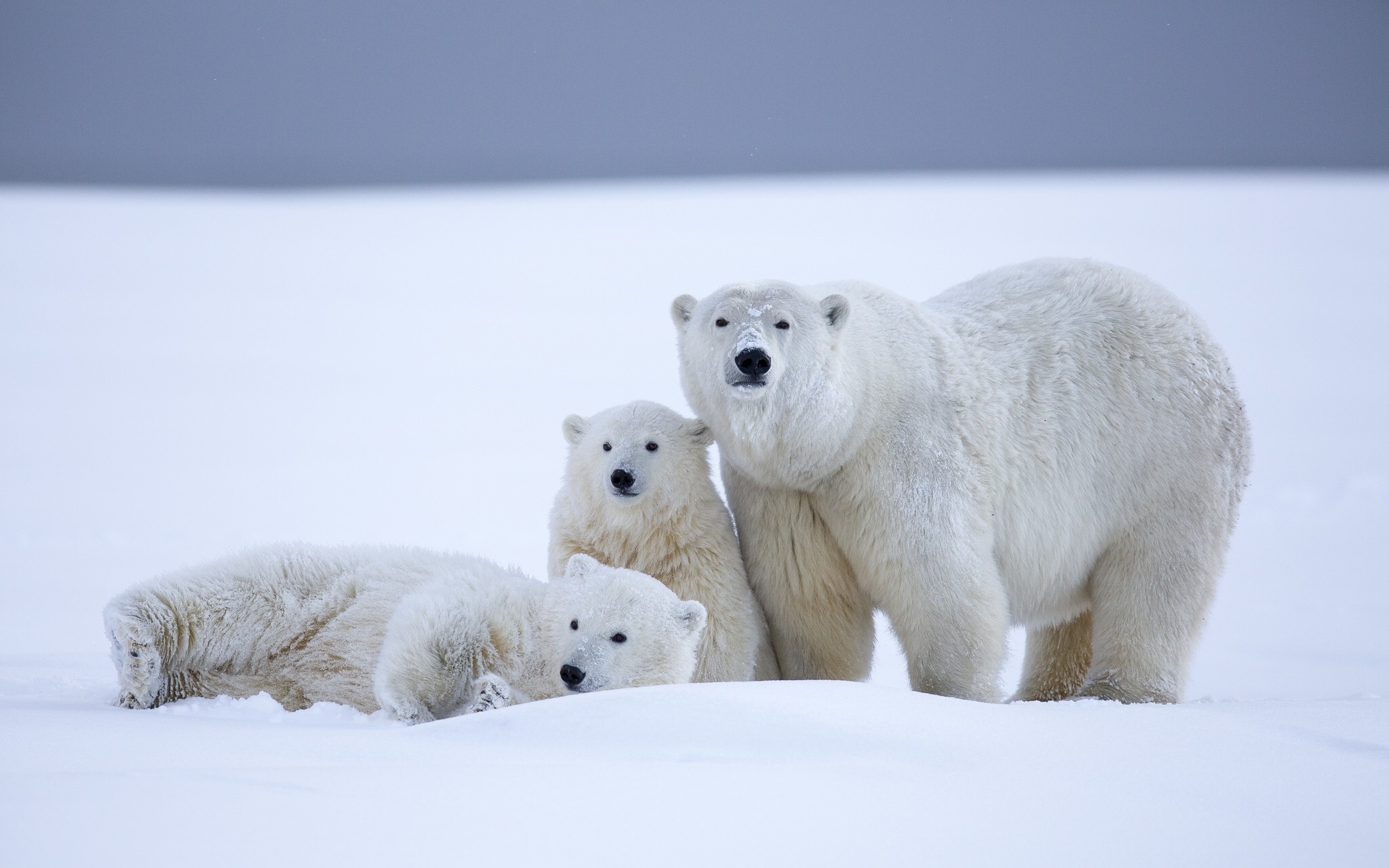 General 2048x1280 animals polar bears snow baby animals white wildlife bears mammals