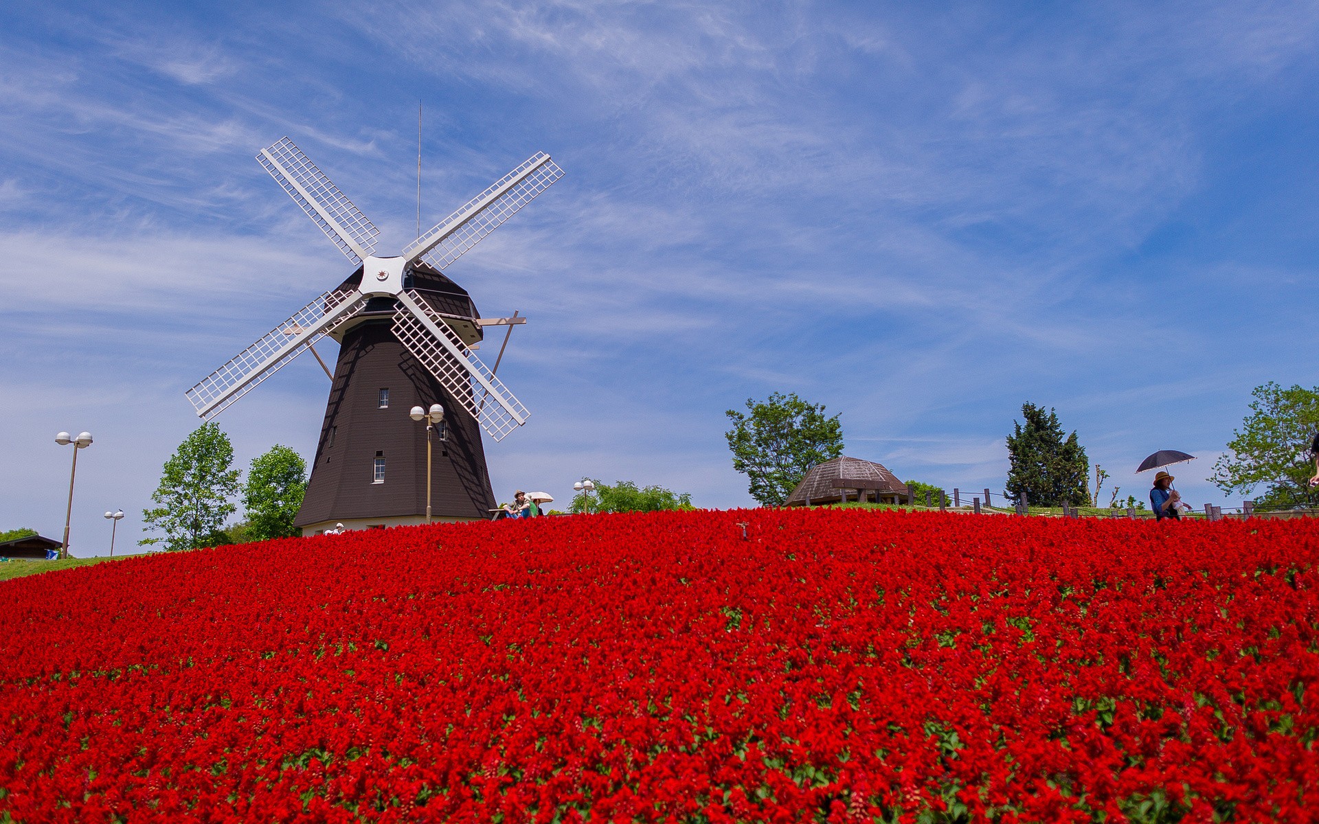 General 1920x1200 windmill flowers plants field outdoors sky red flowers