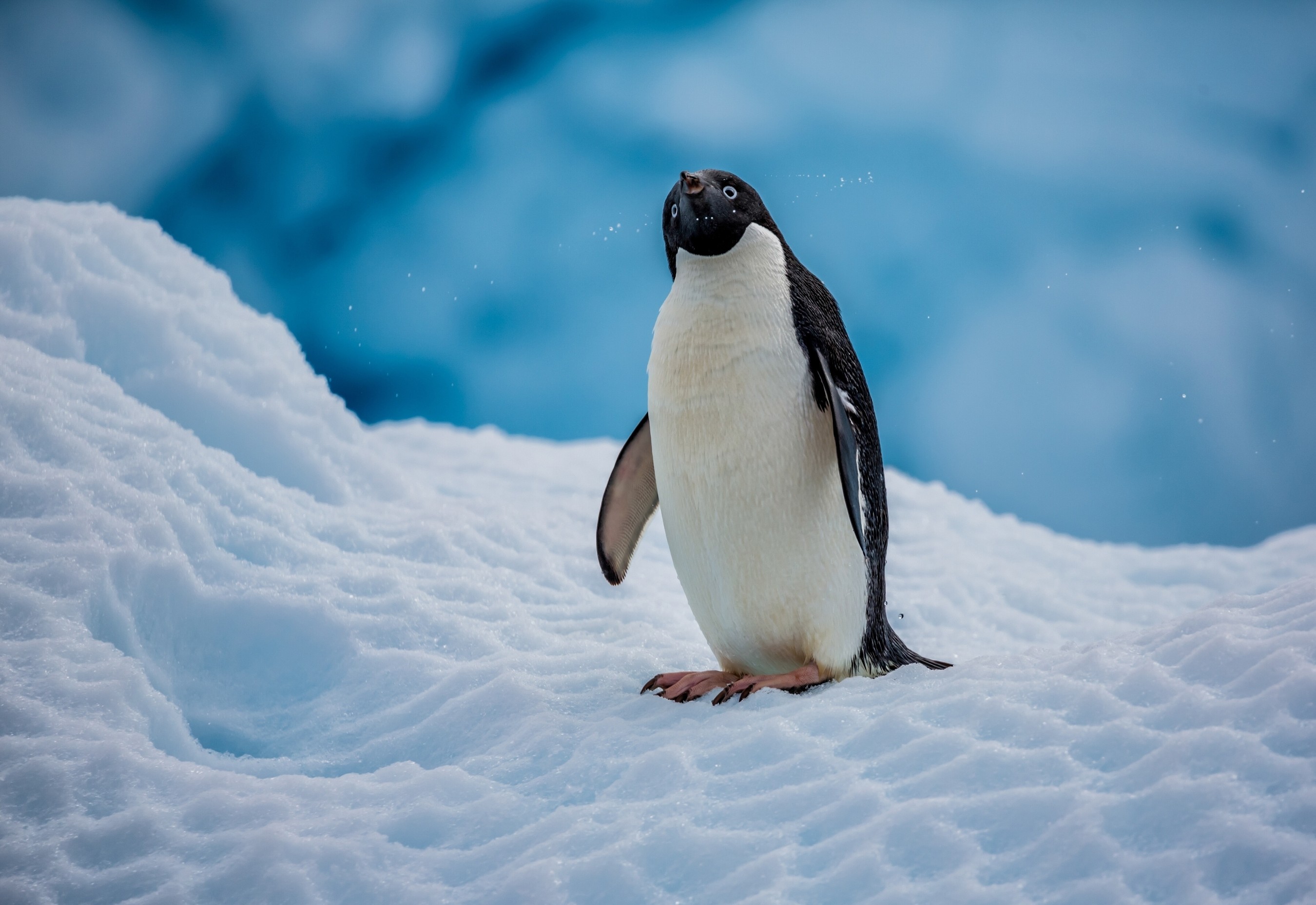 General 2700x1856 nature ice snow animals birds cyan penguins
