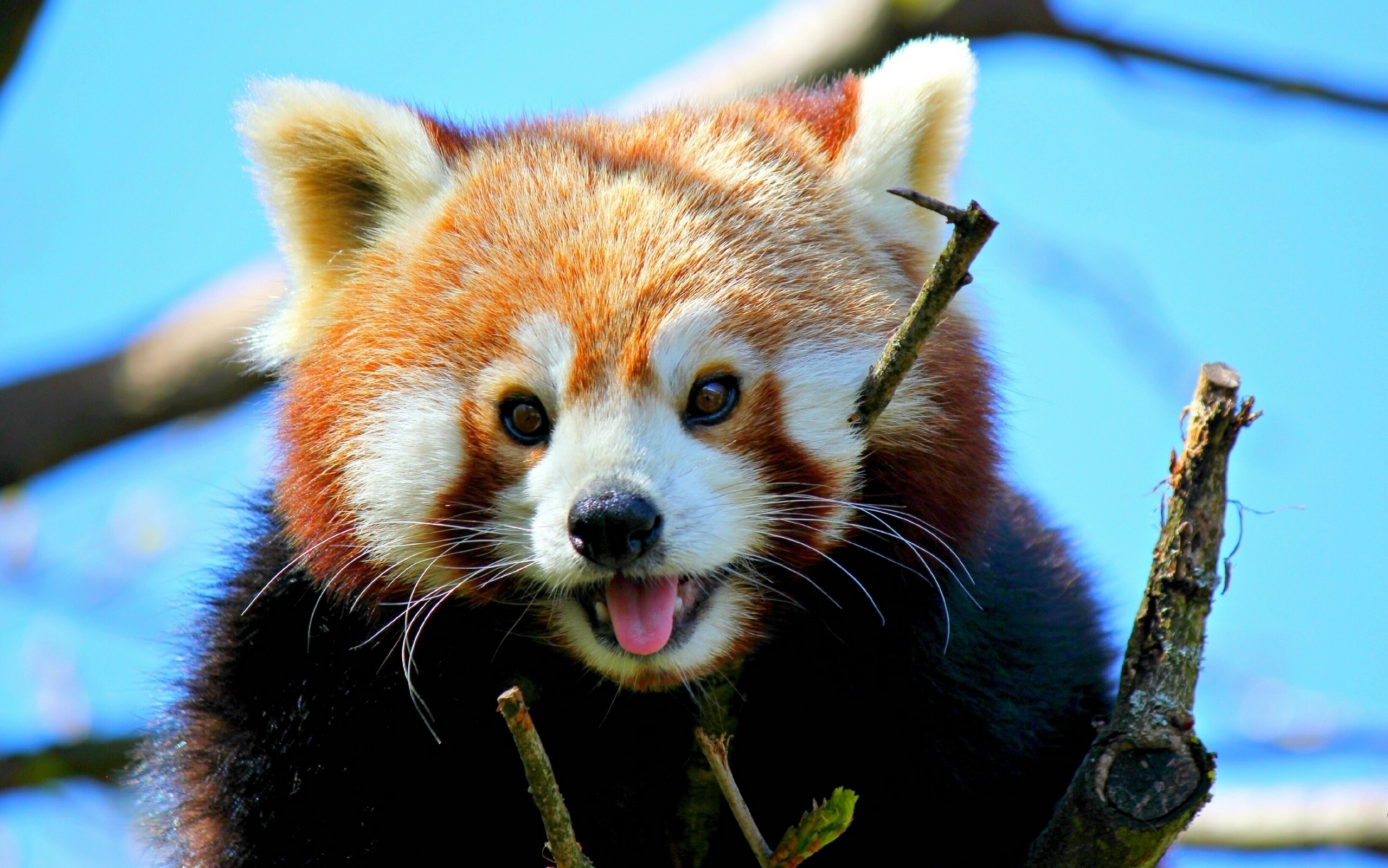 General 2560x1601 animals mammals red panda cyan closeup tongue out looking at viewer fur whiskers tongues frontal view sunlight branch