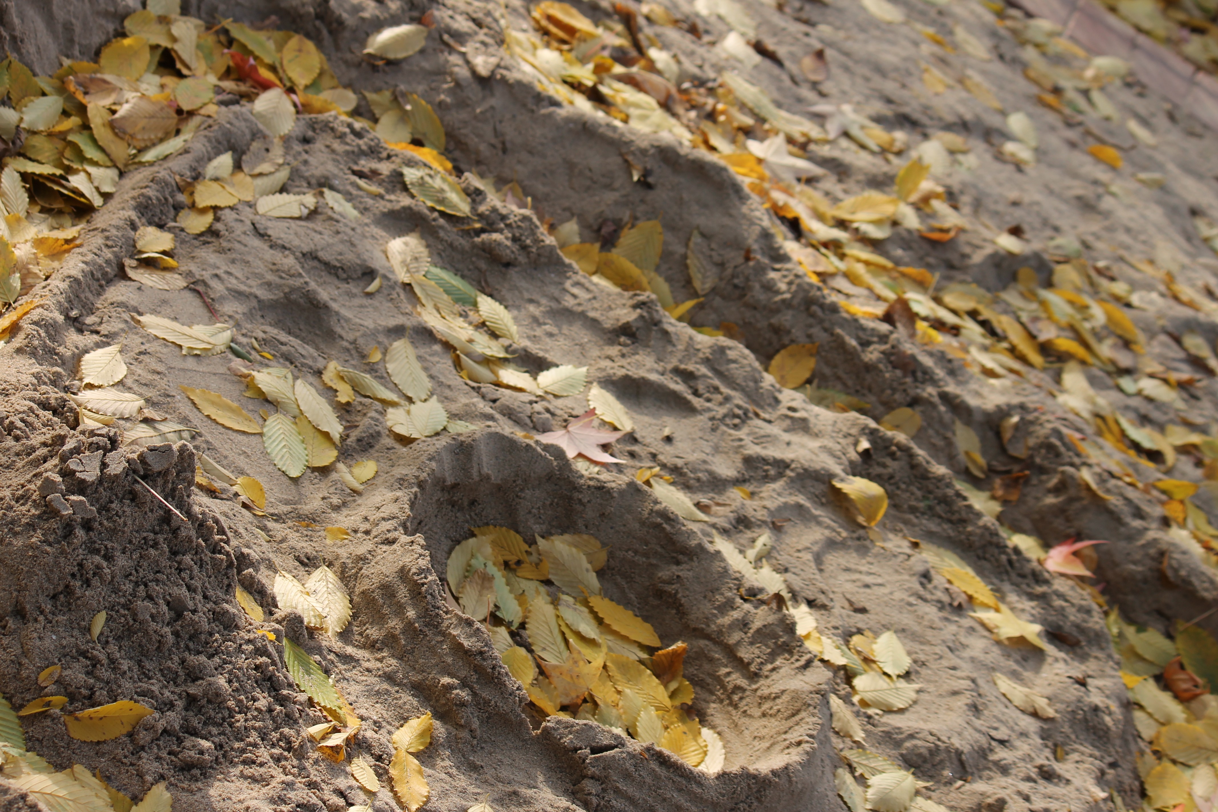 General 4272x2848 fall sand outdoors leaves