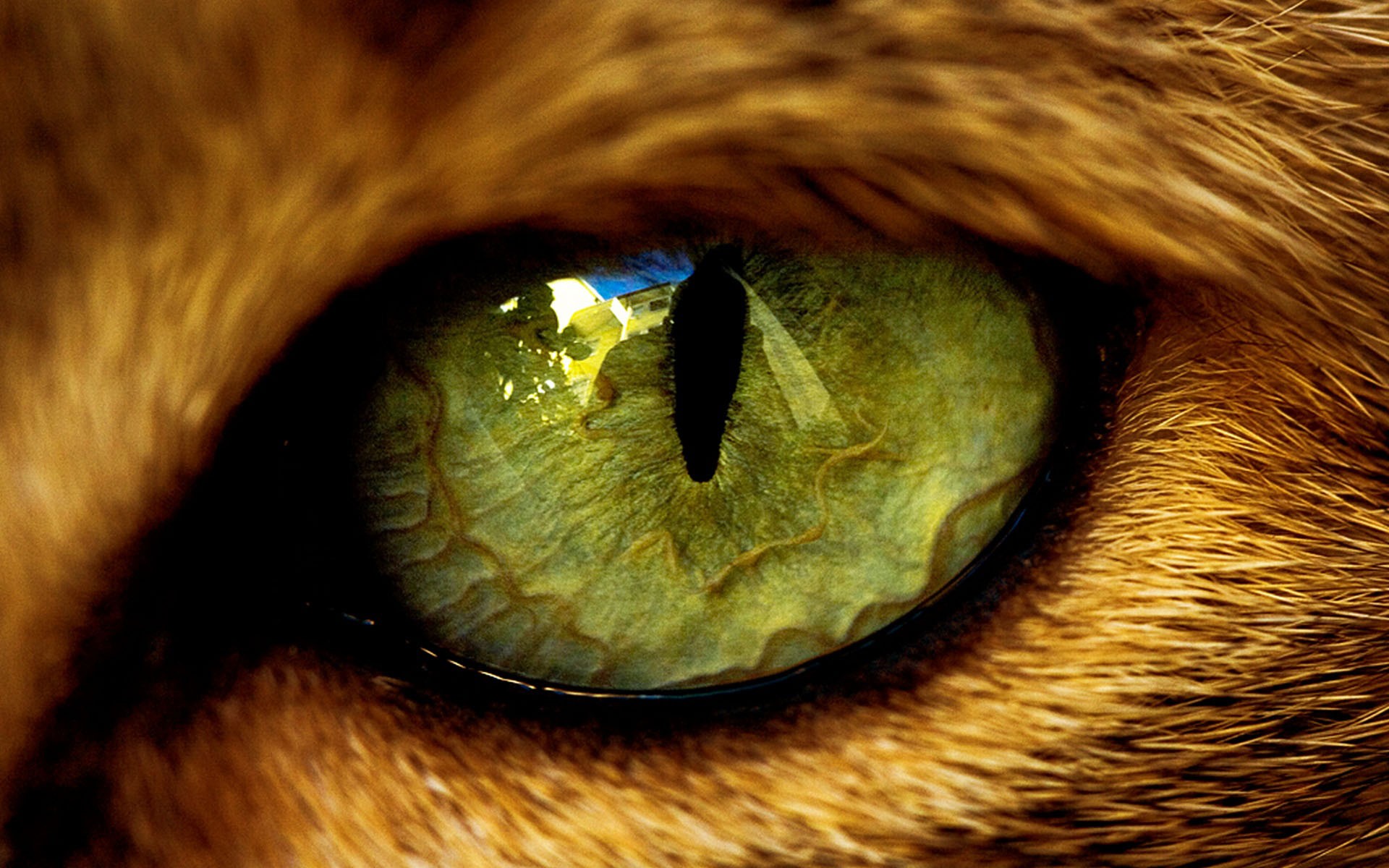 General 1920x1200 eyes animals cats closeup animal eyes