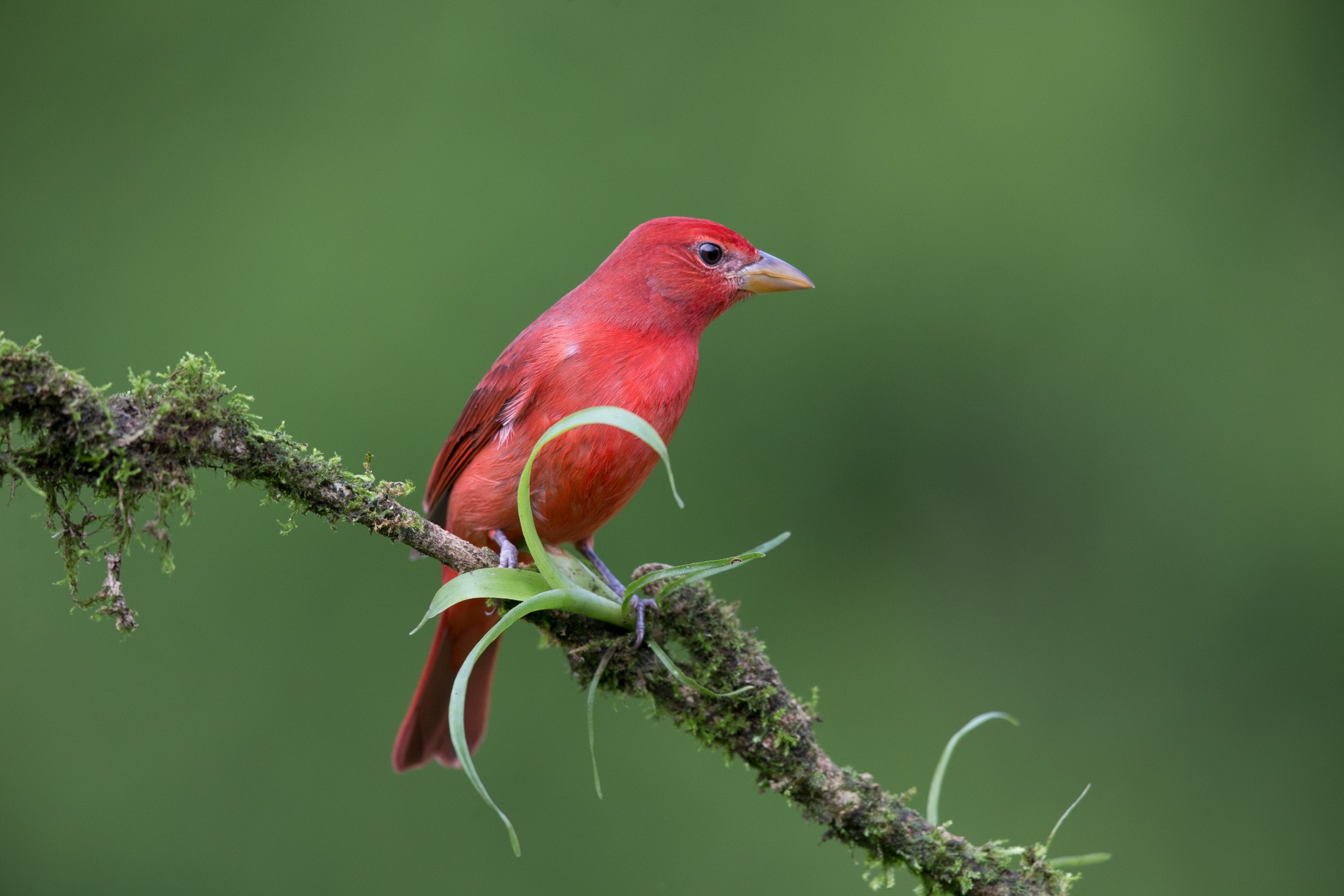 General 2048x1365 animals birds twigs red green background simple background tanagers