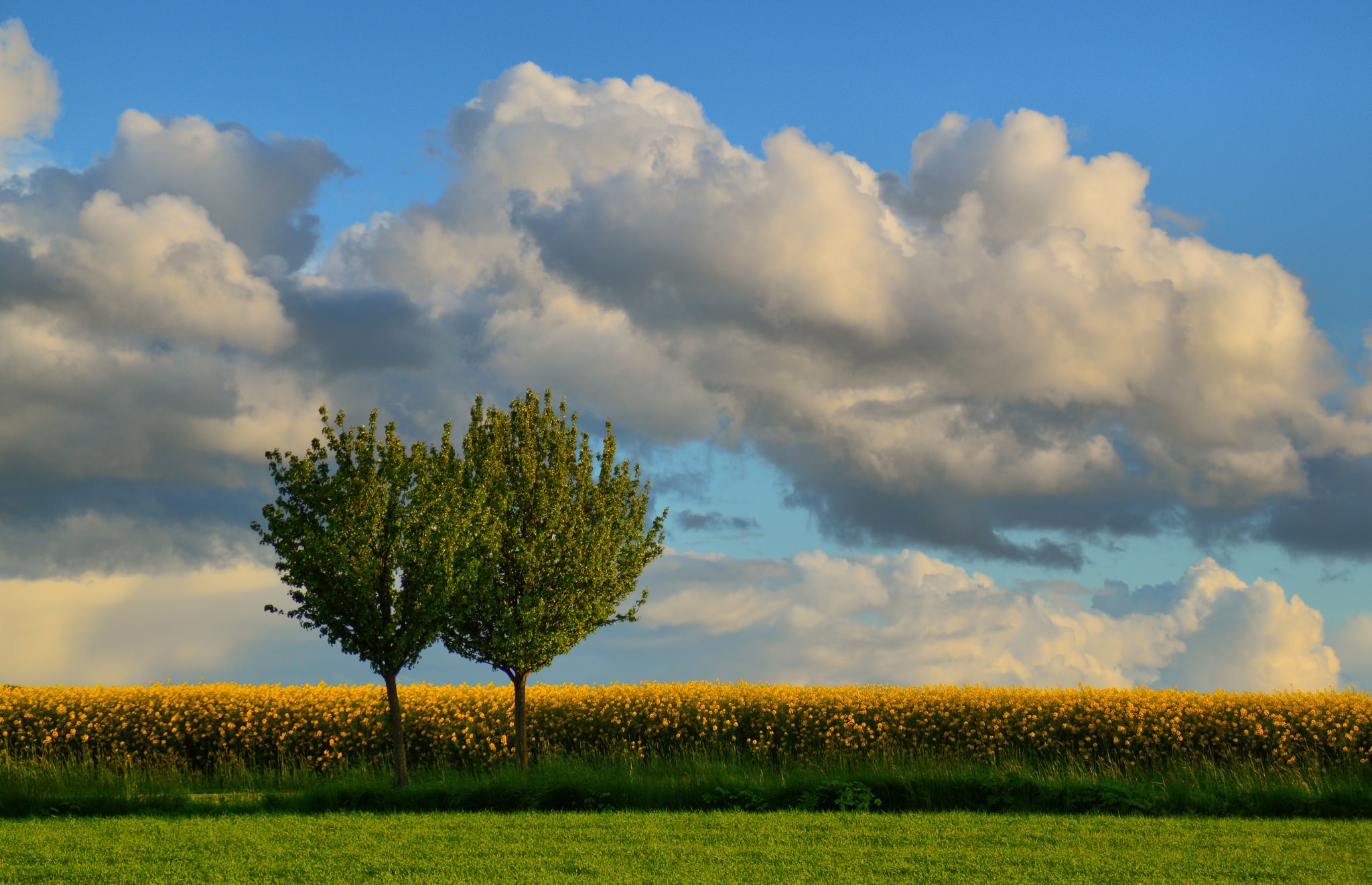 General 2048x1321 trees landscape yellow flowers clouds Agro (Plants)