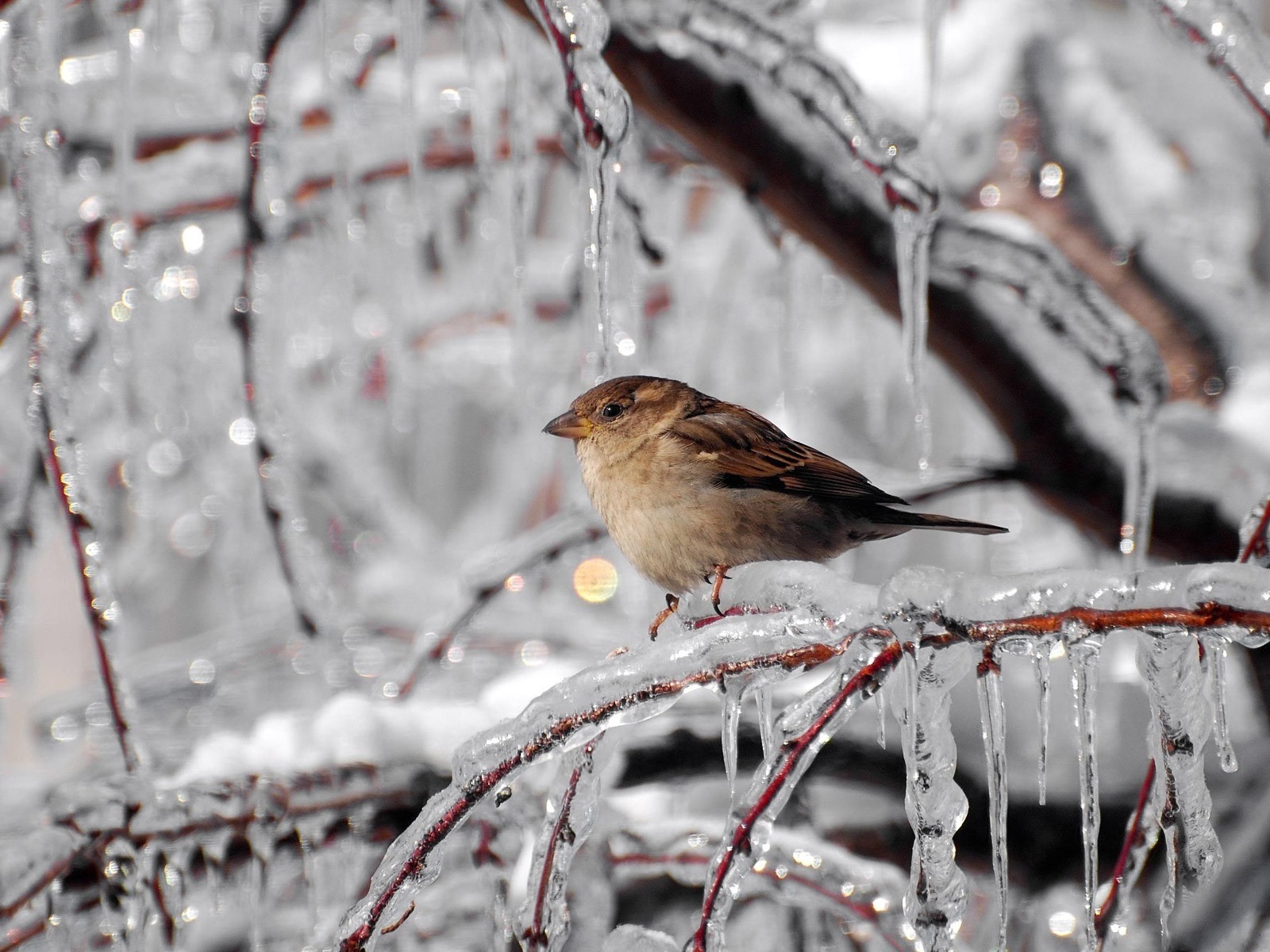 General 1600x1200 icicle winter animals birds frost cold ice nature sparrow