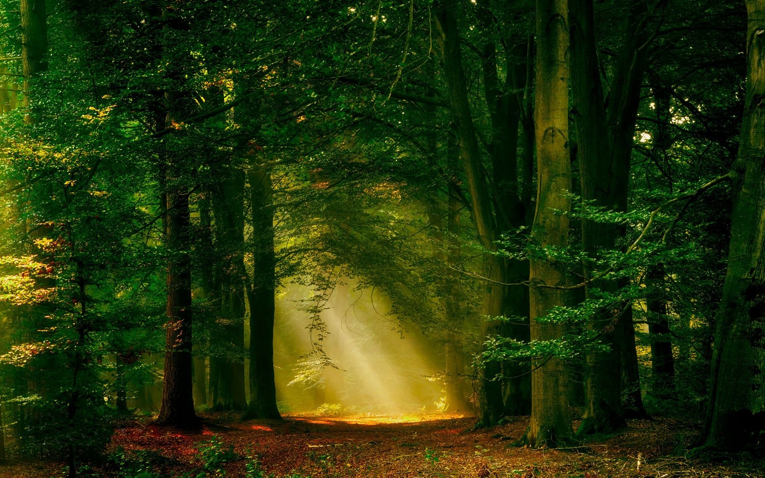 General 1500x938 sun rays forest nature path trees mist