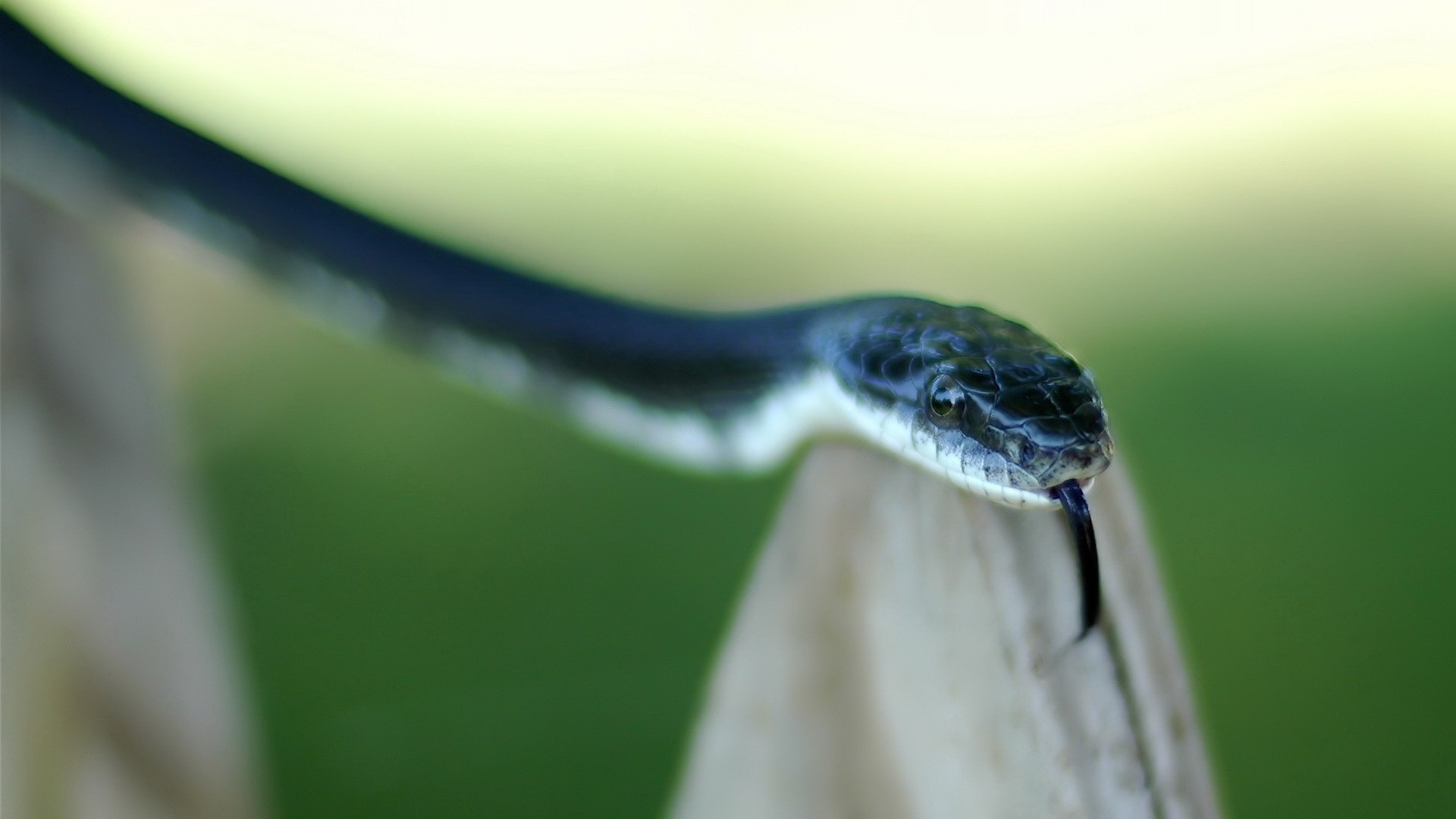 General 1920x1080 snake animals reptiles depth of field macro green background
