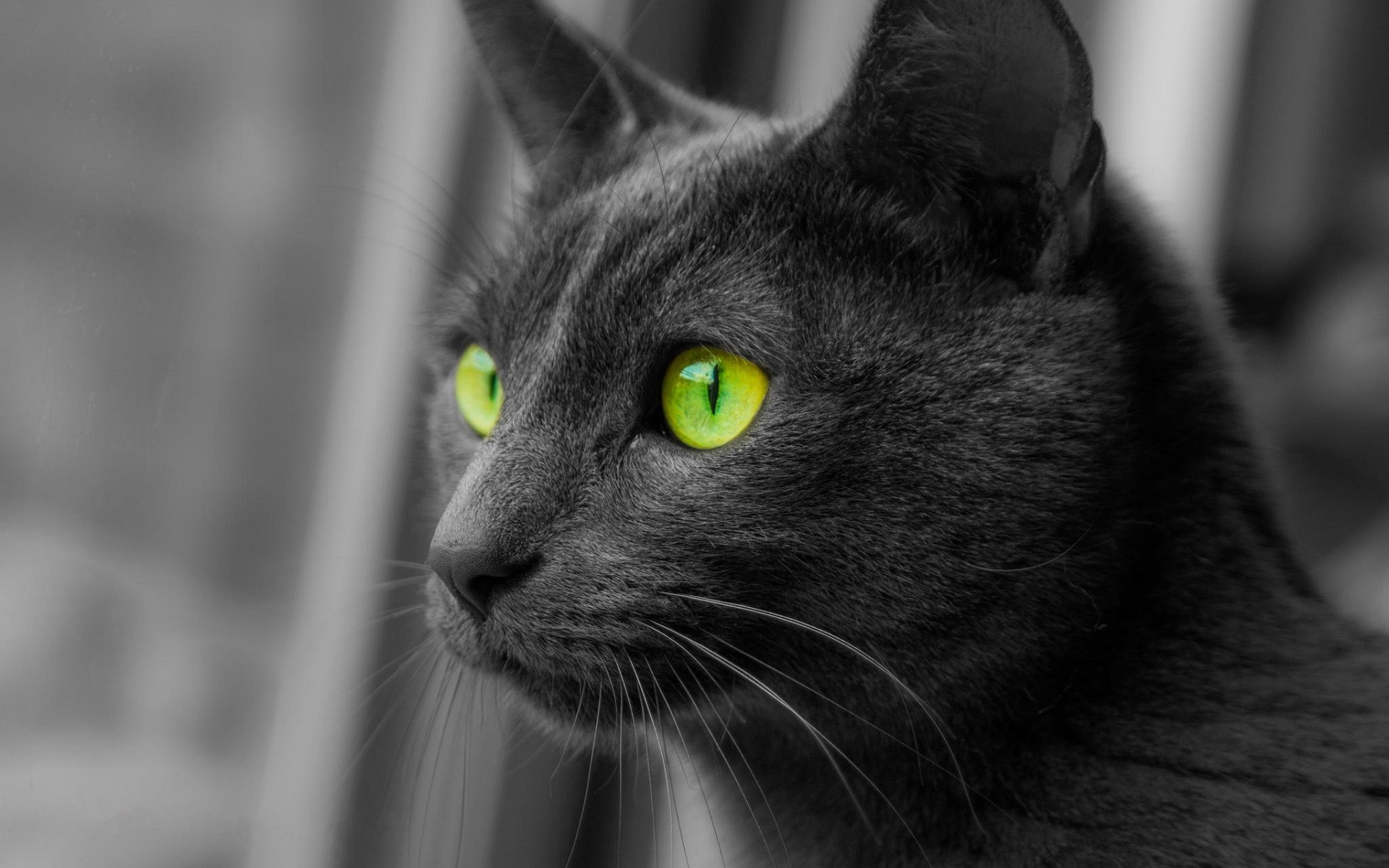 General 1920x1200 cats animals monochrome selective coloring green eyes animal eyes mammals