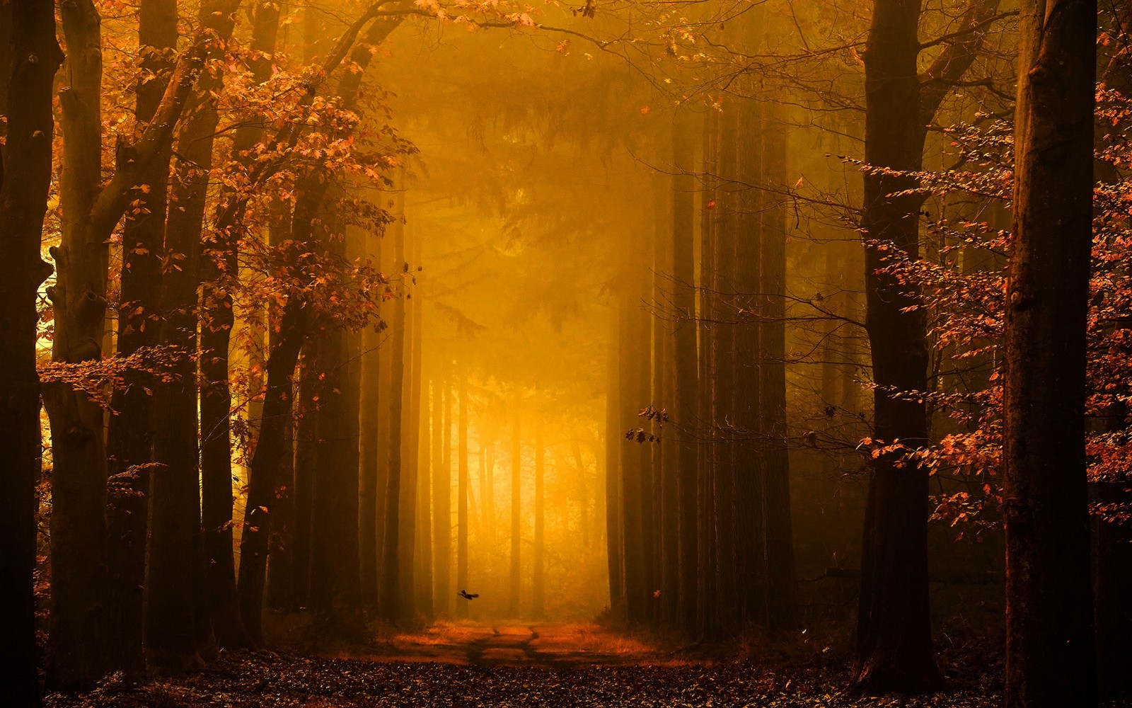 General 1600x1000 nature forest path leaves trees mist sunlight fall gold fairy tale