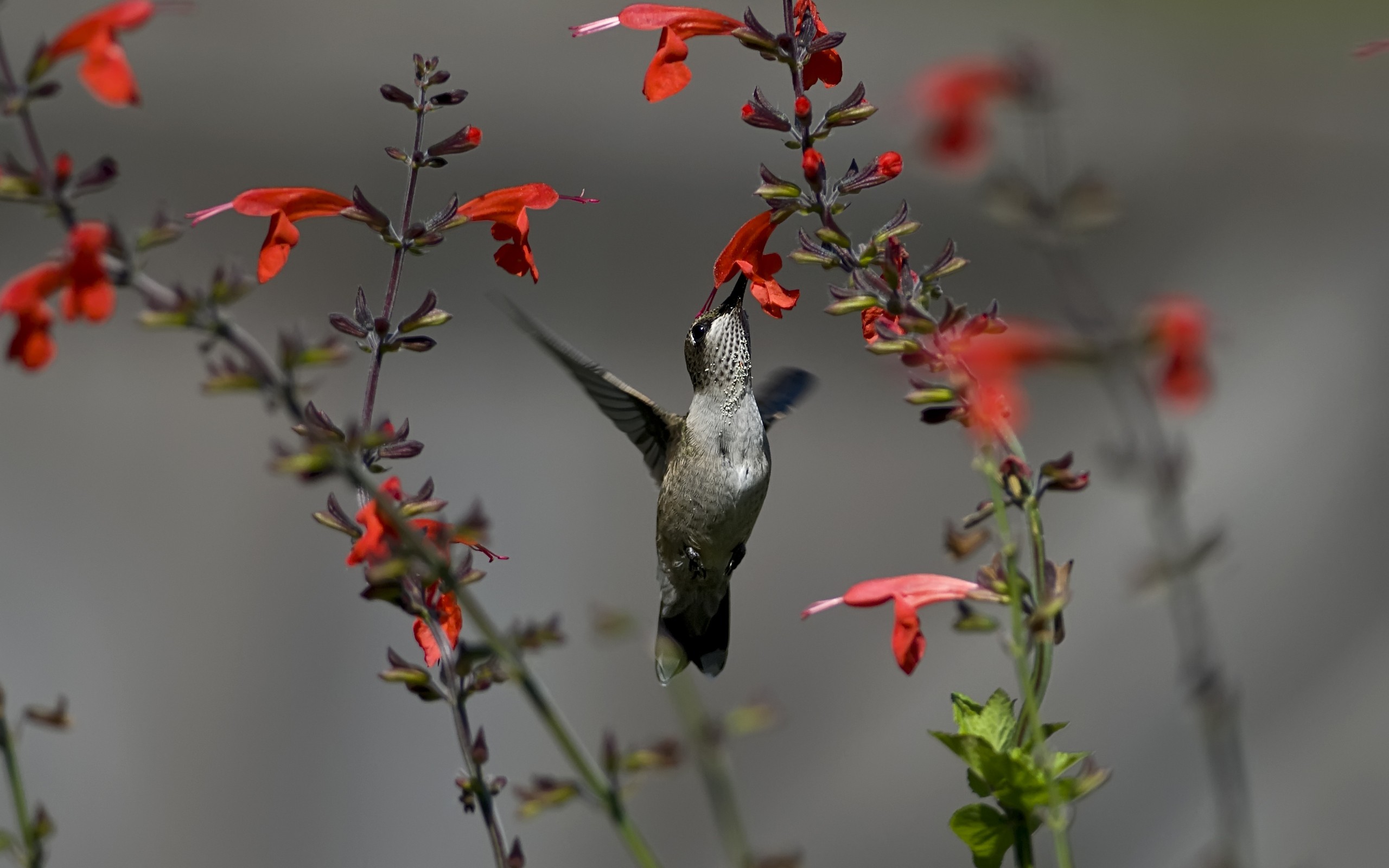 General 2560x1600 animals nature birds hummingbirds flowers