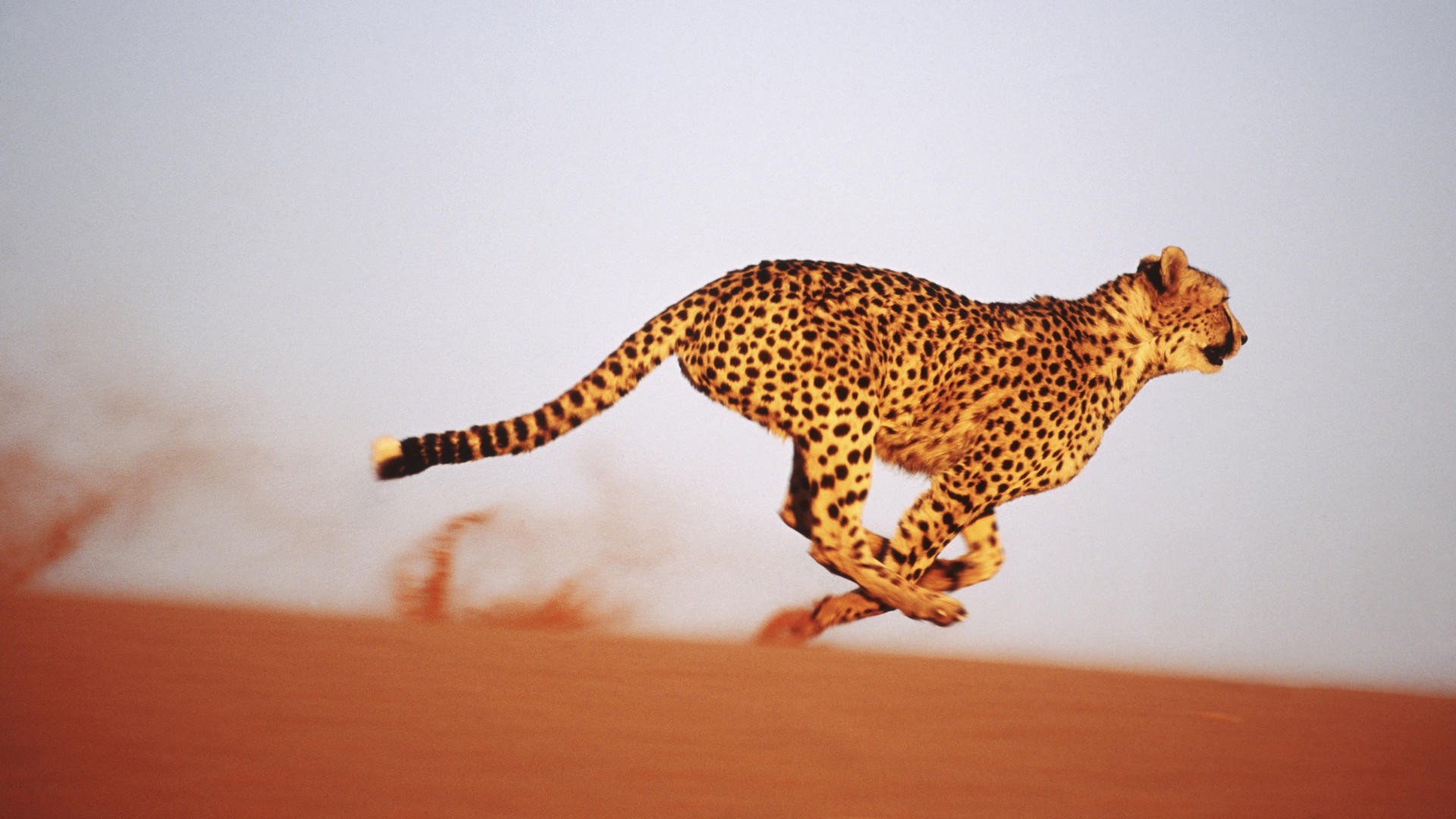 General 1920x1080 cheetahs sand big cats running animals mammals