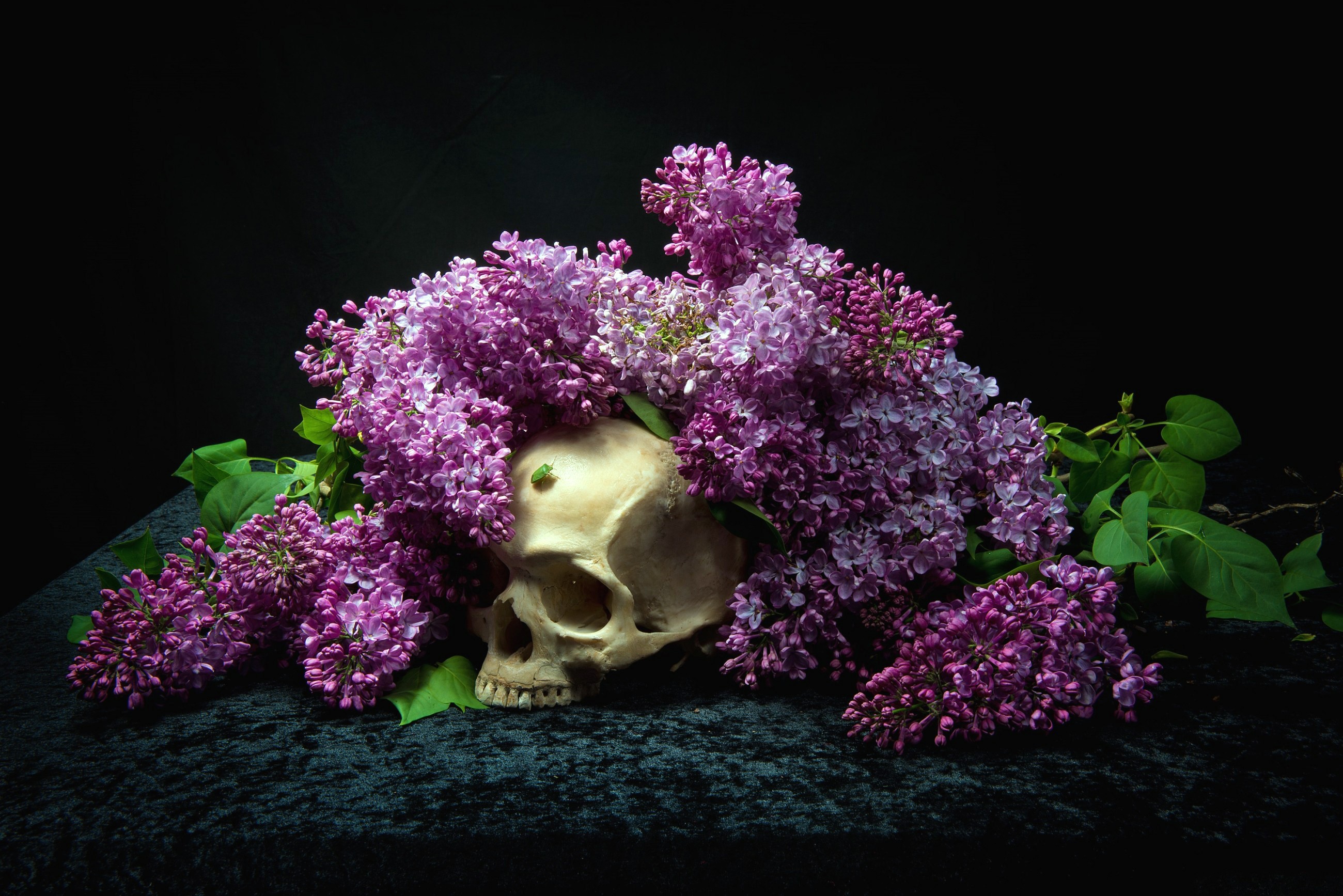 General 2600x1735 skull bones flowers plants black background