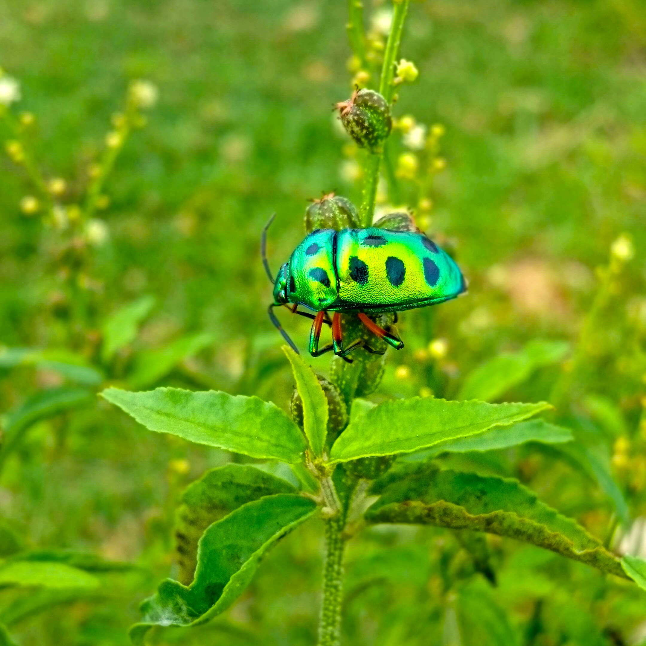 General 2160x2160 nature insect Sri Lanka animals plants