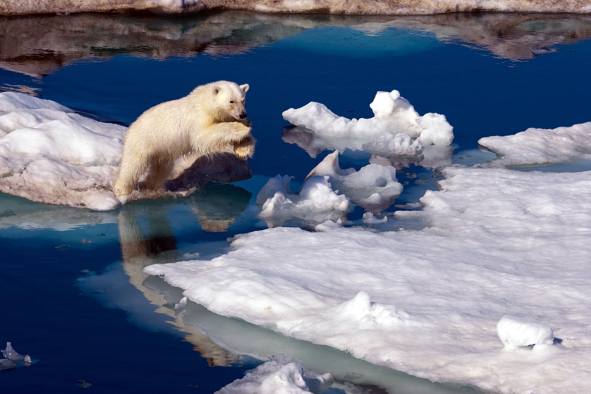 General 2400x1600 nature animals polar bears ice iceberg sea water jumping snow reflection mammals