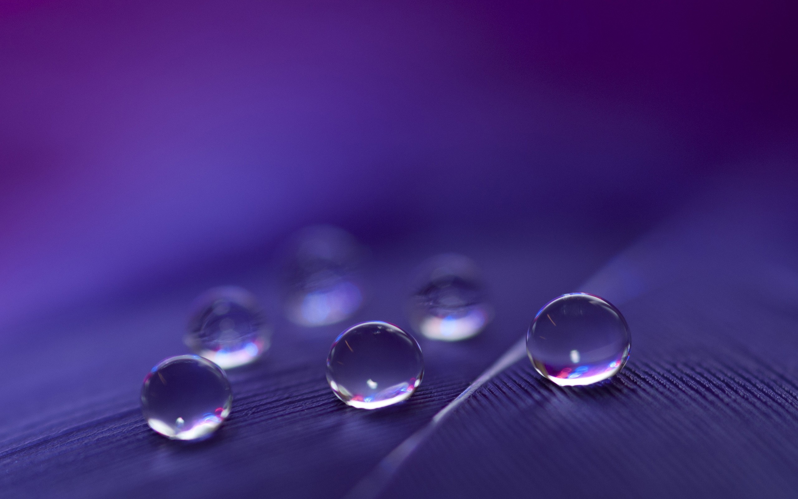 General 2560x1600 macro depth of field purple water drops reflection plants