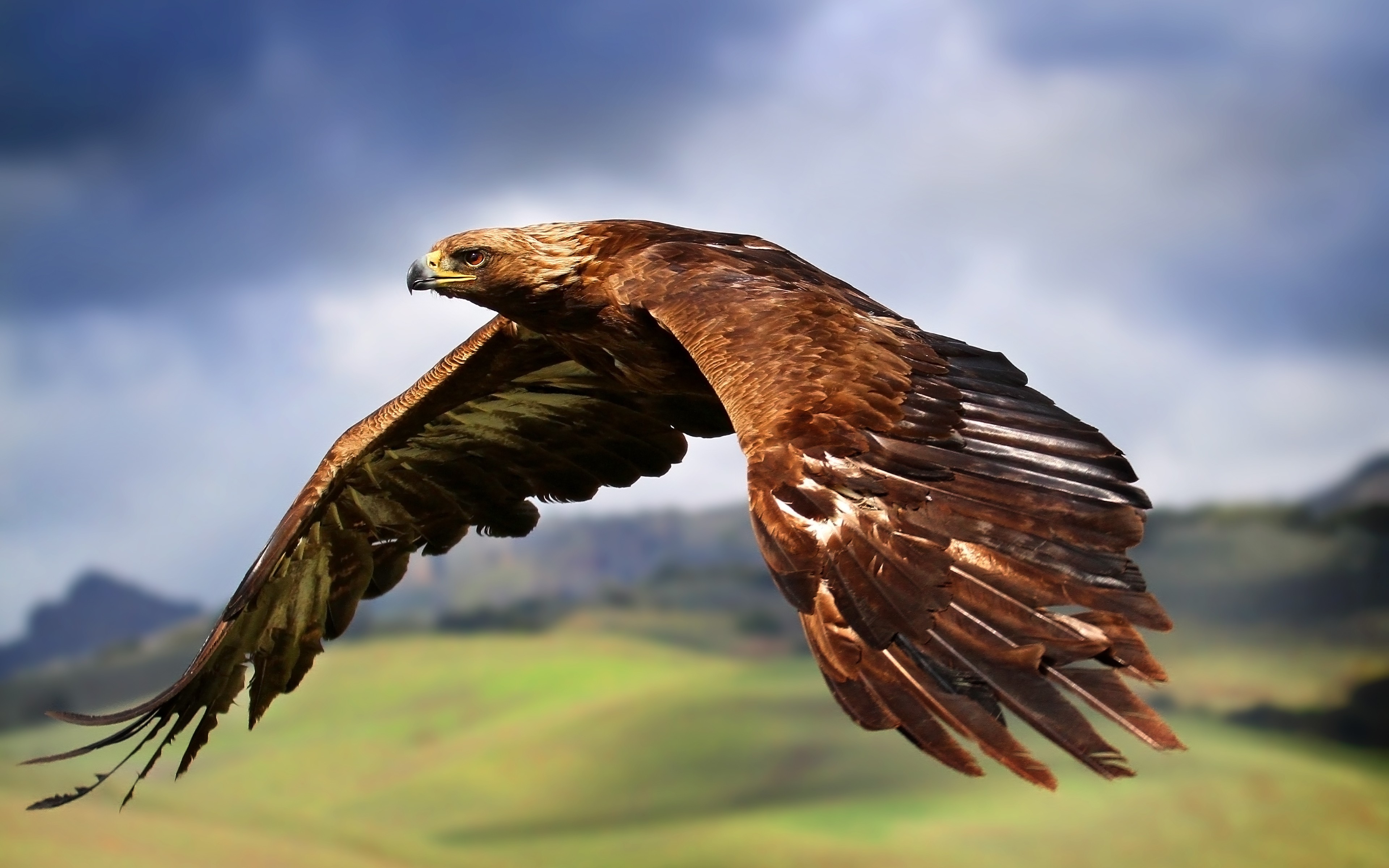 General 3840x2400 eagle birds animals wings flying