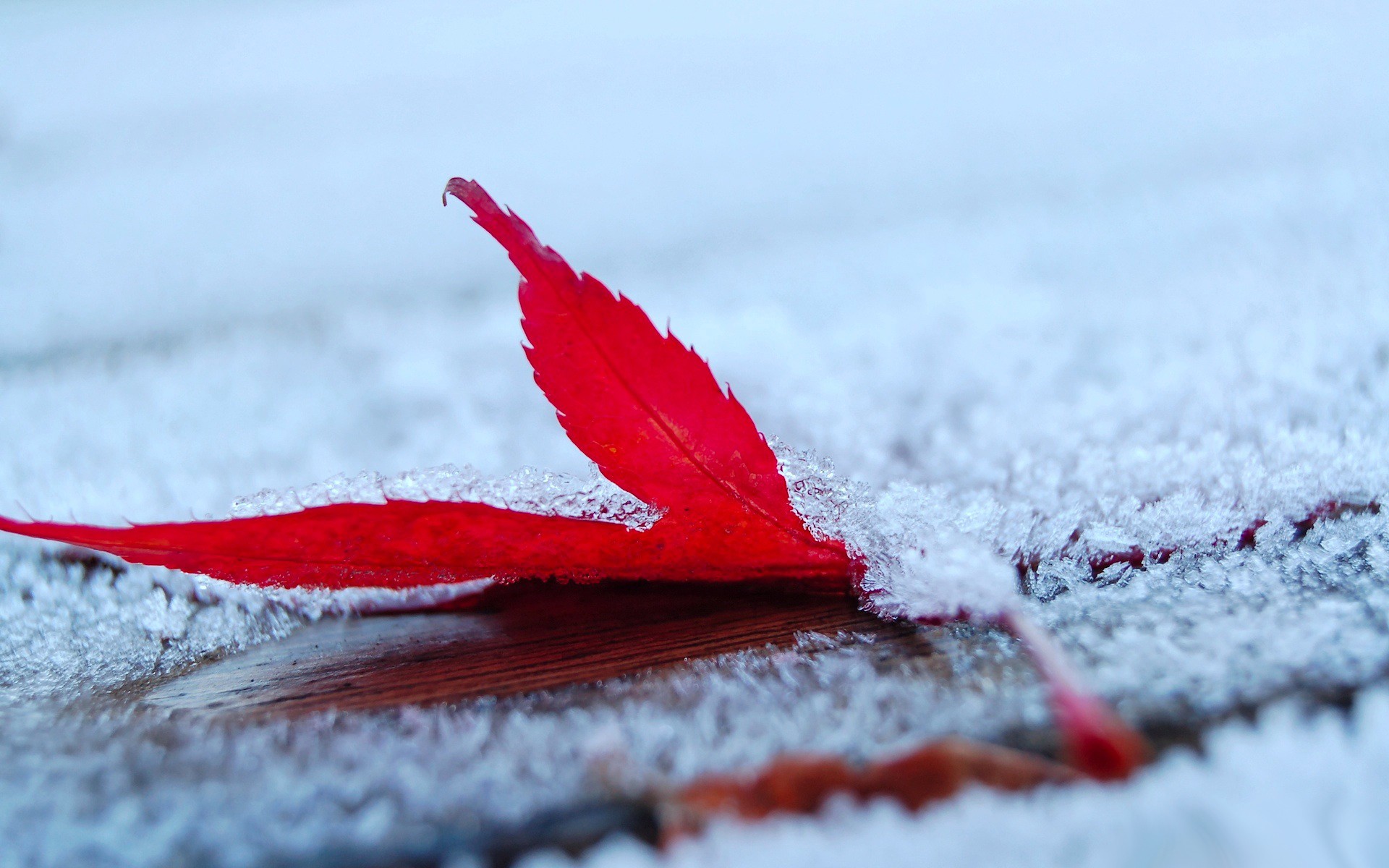 General 1920x1200 frost leaves maple leaves depth of field nature red leaves snow macro wet red fallen leaves winter cold