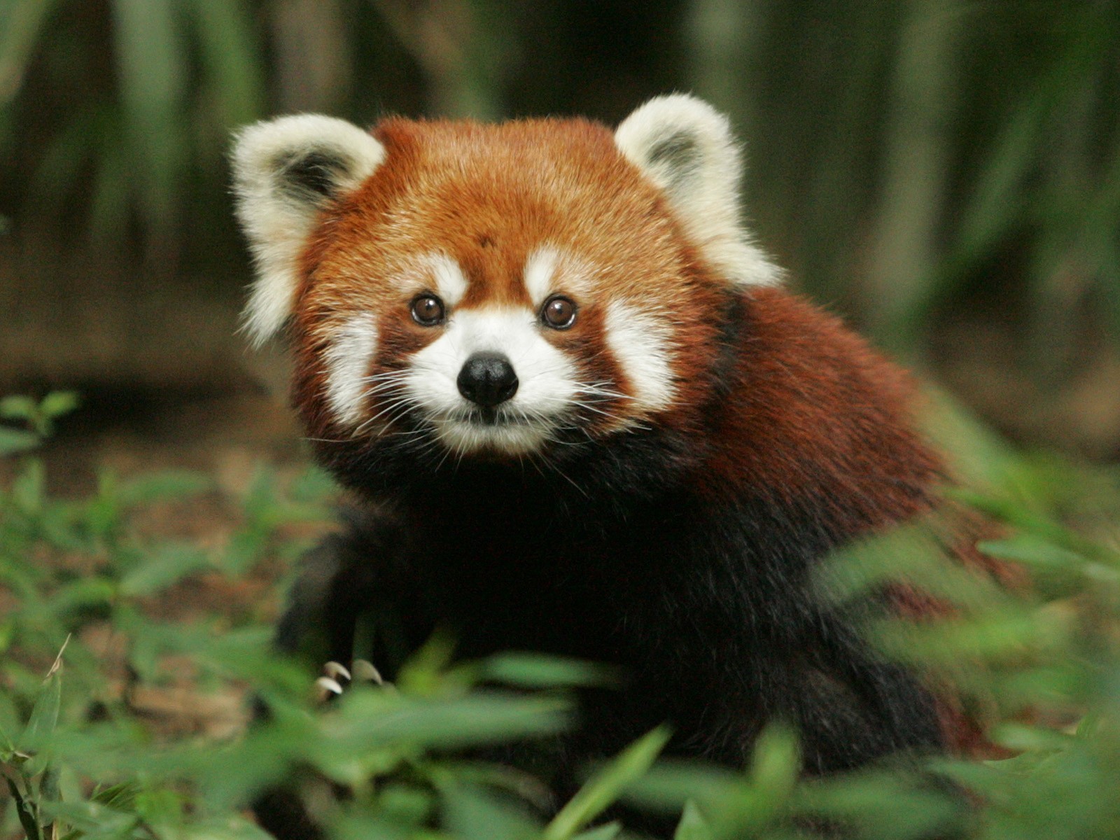 General 1600x1200 red panda panda nature animals mammals