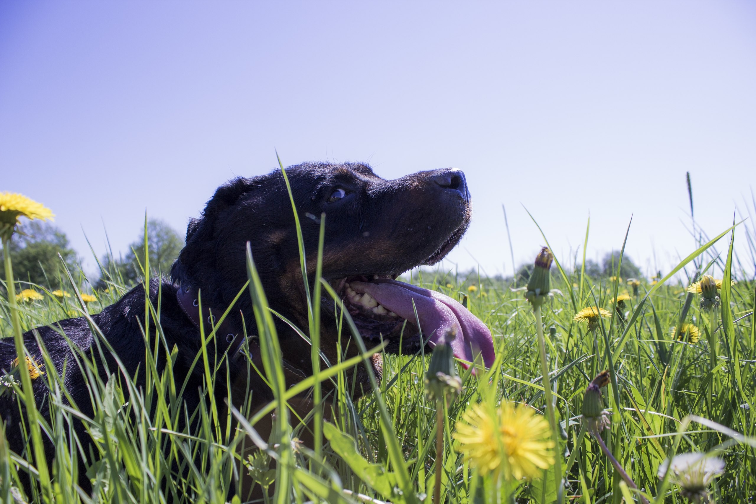 General 2560x1707 dog animals tongues grass yellow flowers dandelion plants tongue out daylight outdoors mammals