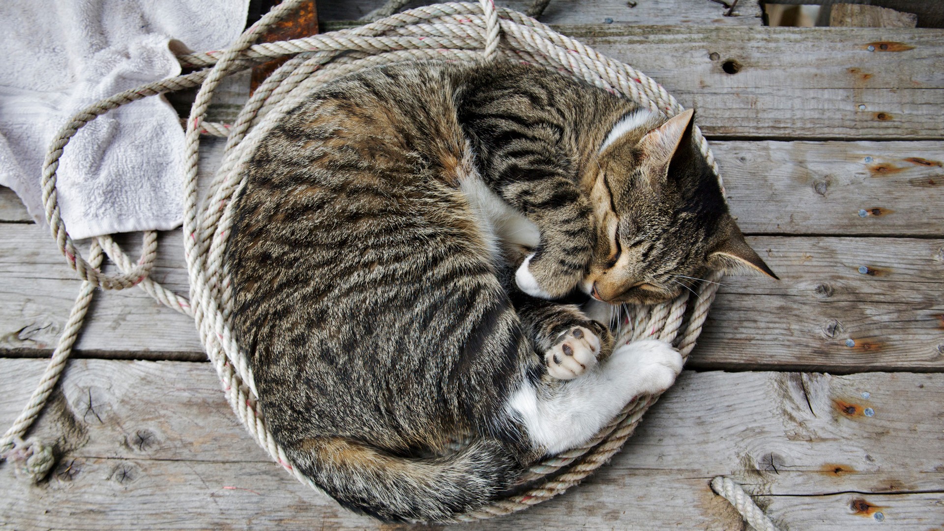 General 1920x1080 cats ropes wooden surface animals sleeping photography mammals feline