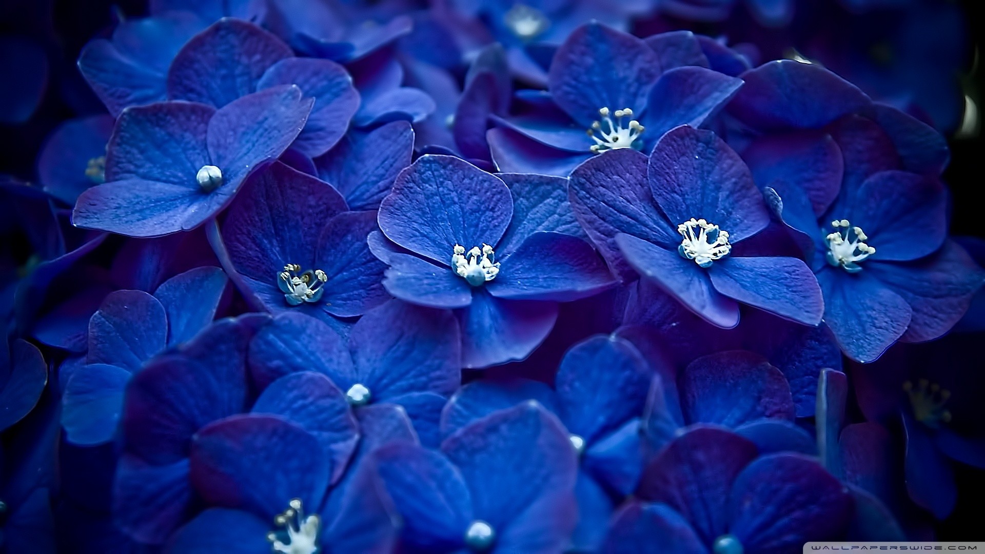 General 1920x1080 flowers hydrangea macro blue flowers plants