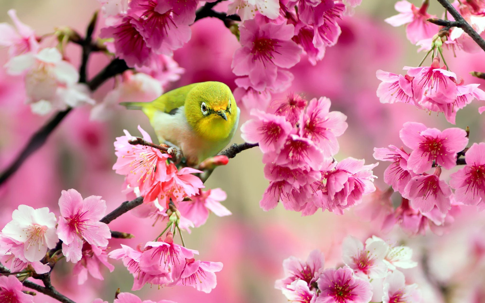 General 1920x1200 birds animals pink flowers blossoms flowers colorful pink yellow bird closeup